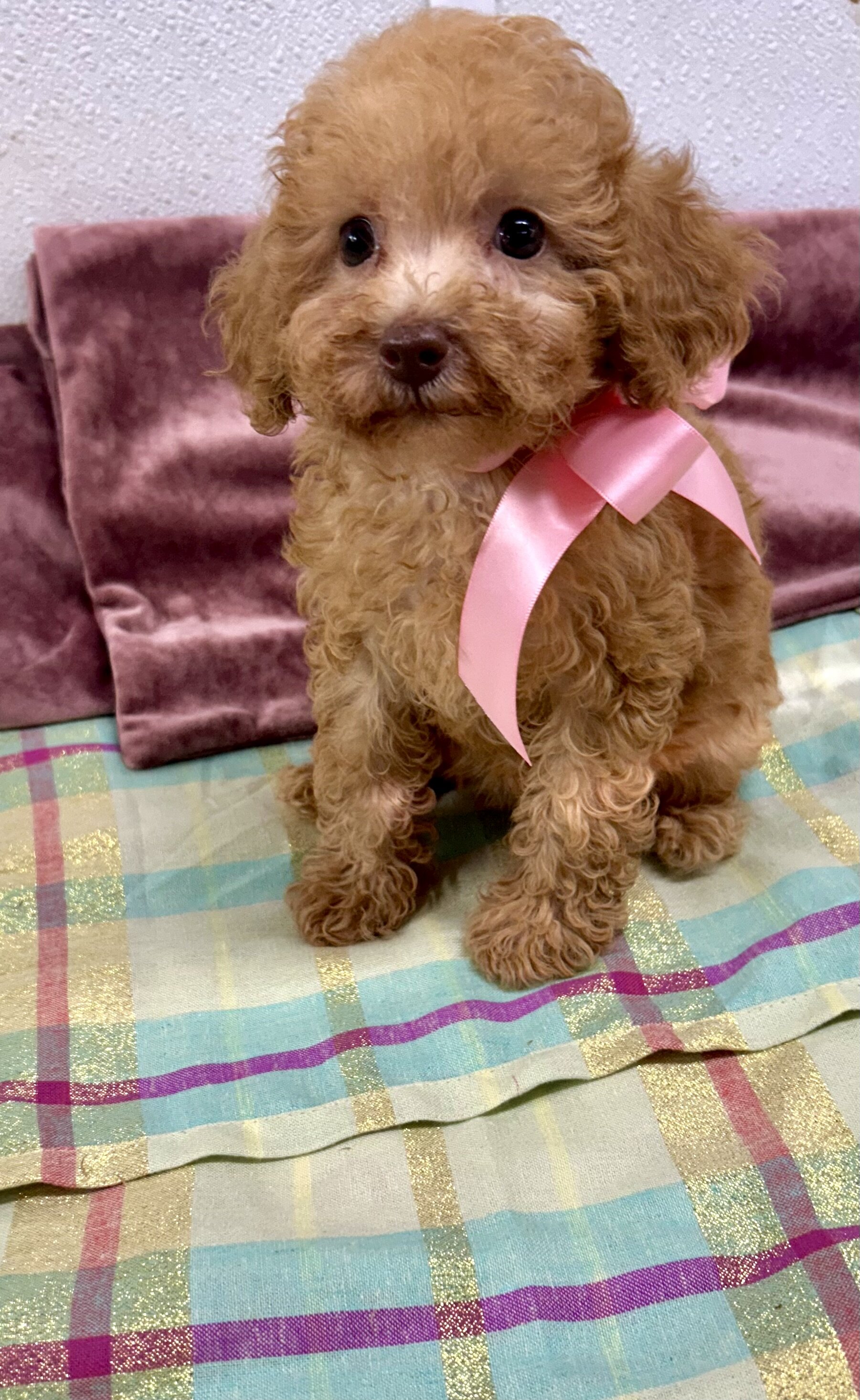 Toy maltipoo image 7