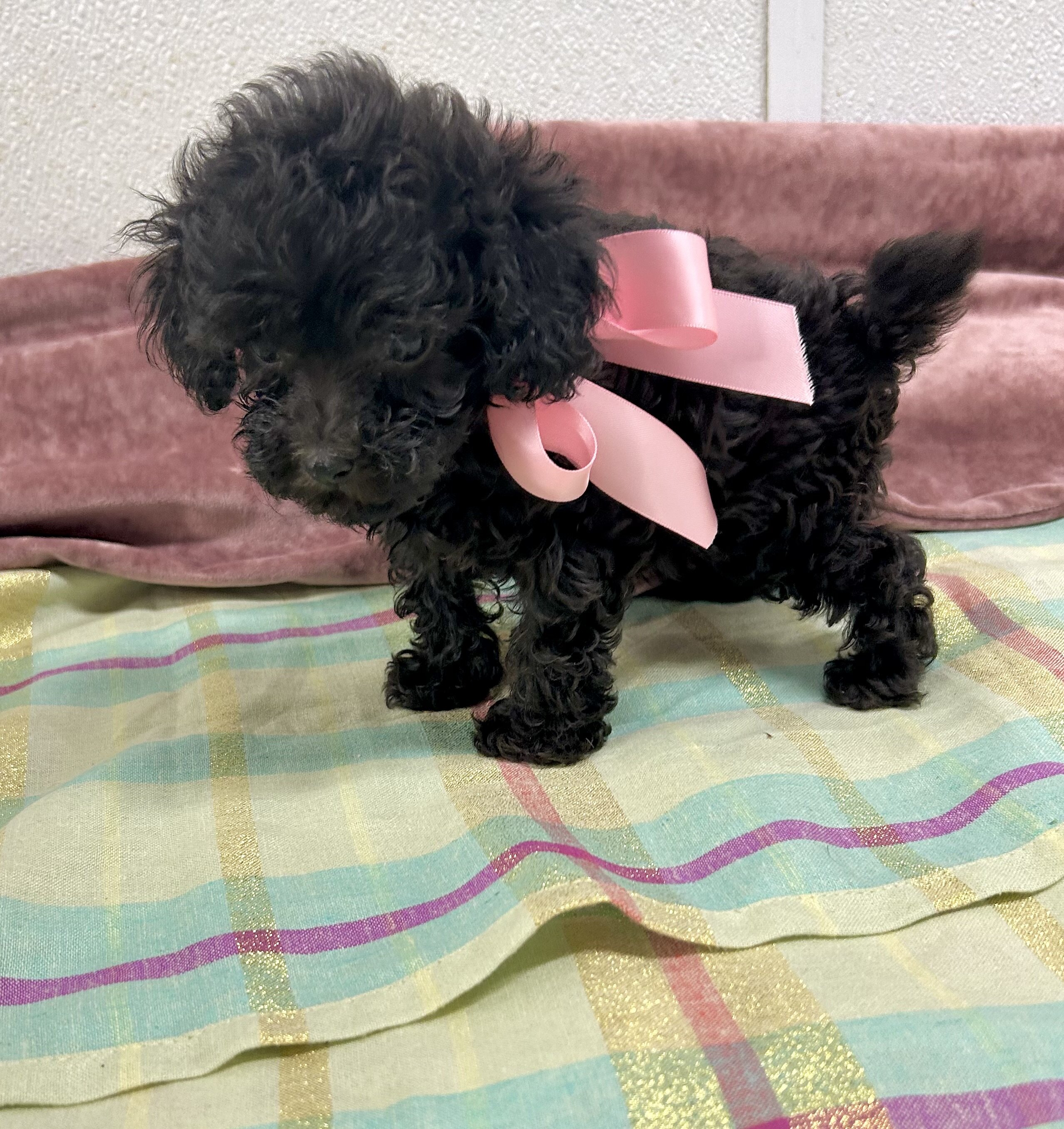 Toy maltipoo image 4