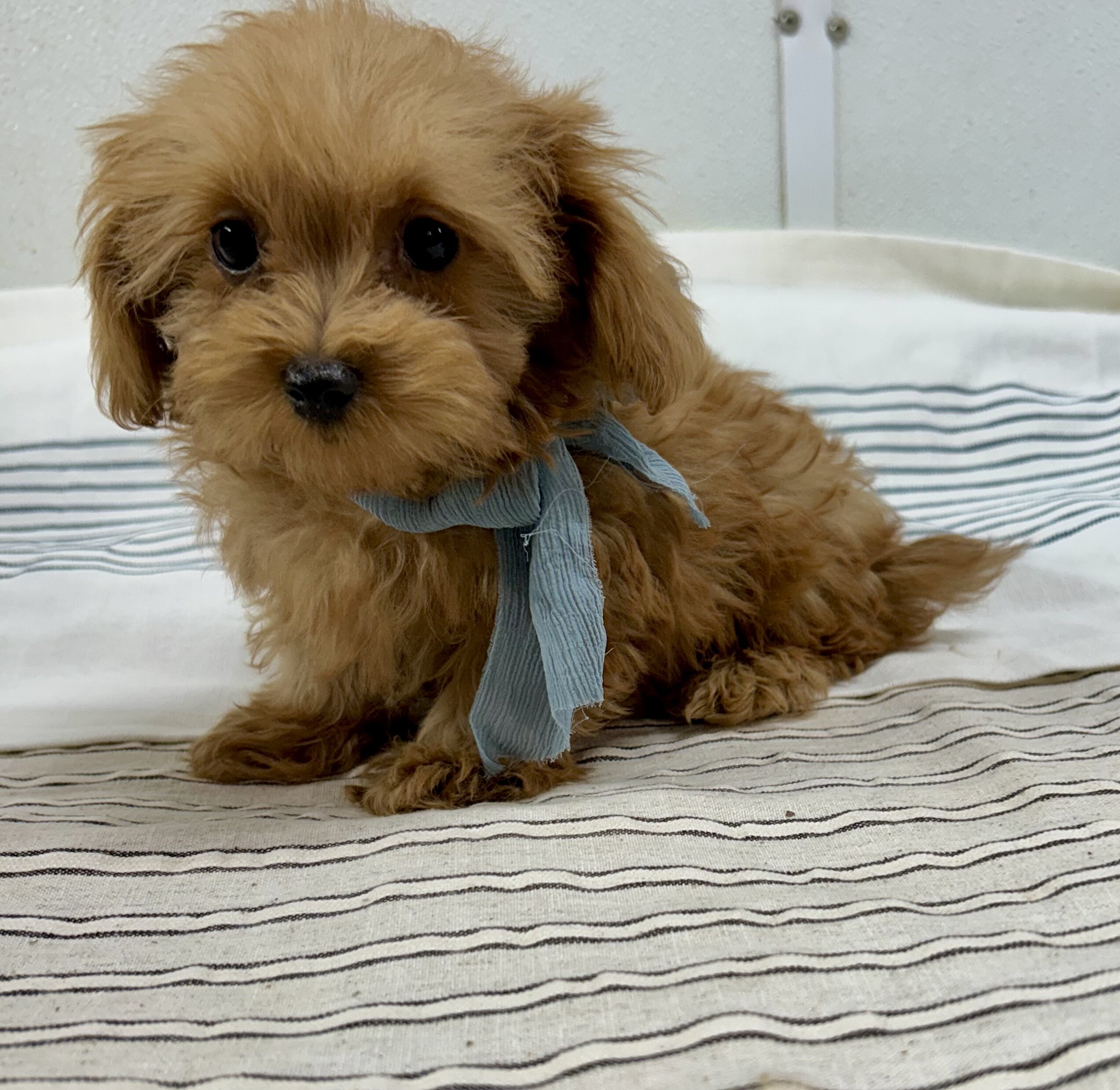 Toy maltipoo image 1