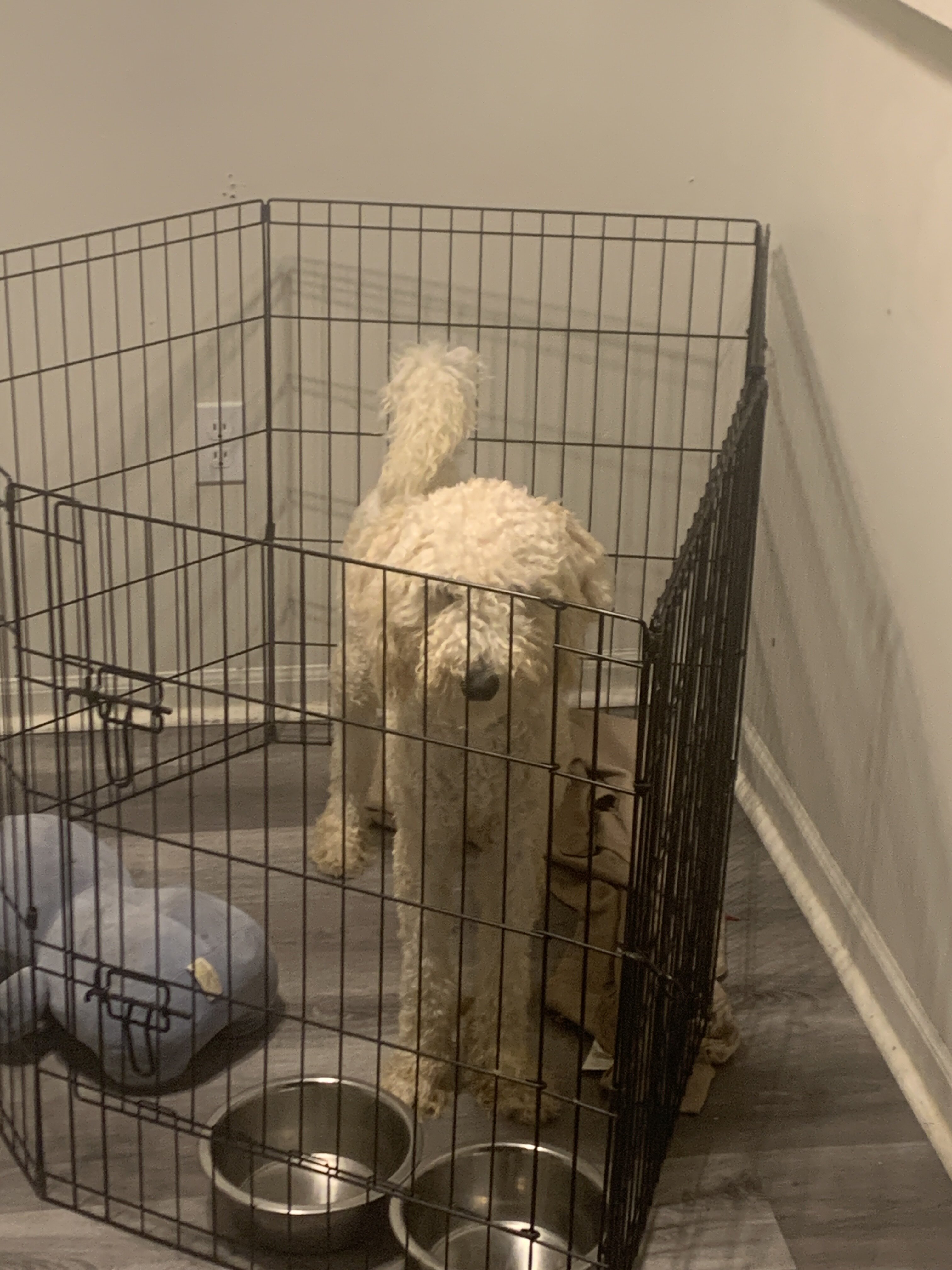 Golden Doodle image 1