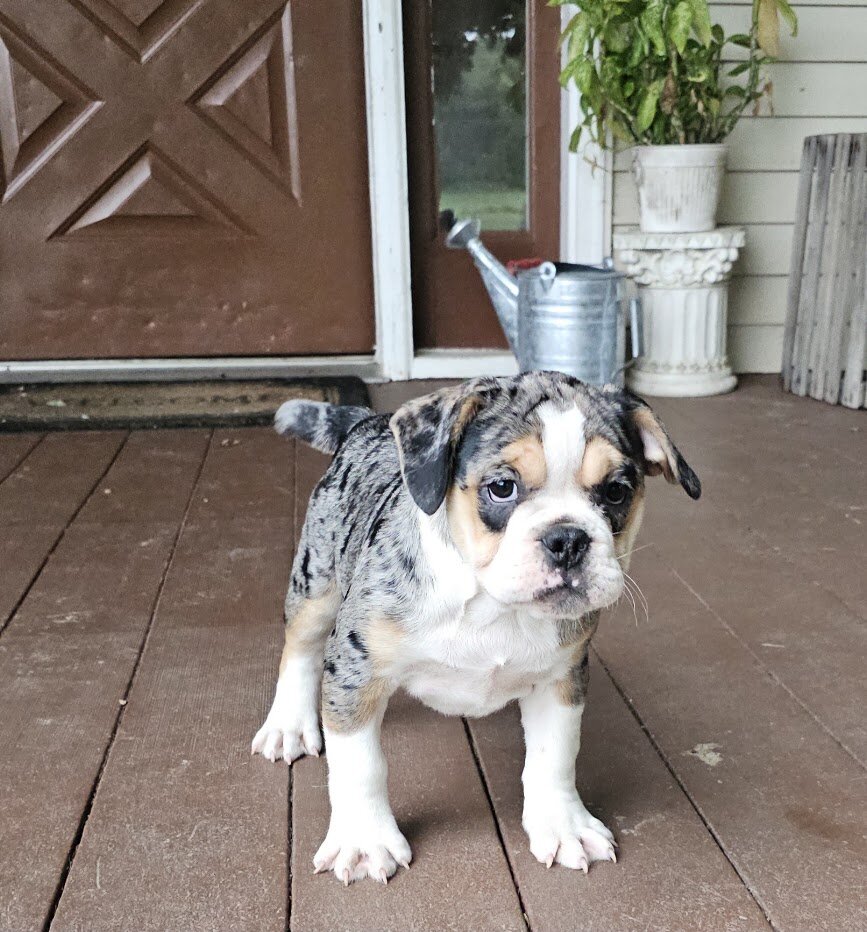 Mini Bulldog Puppies image 4
