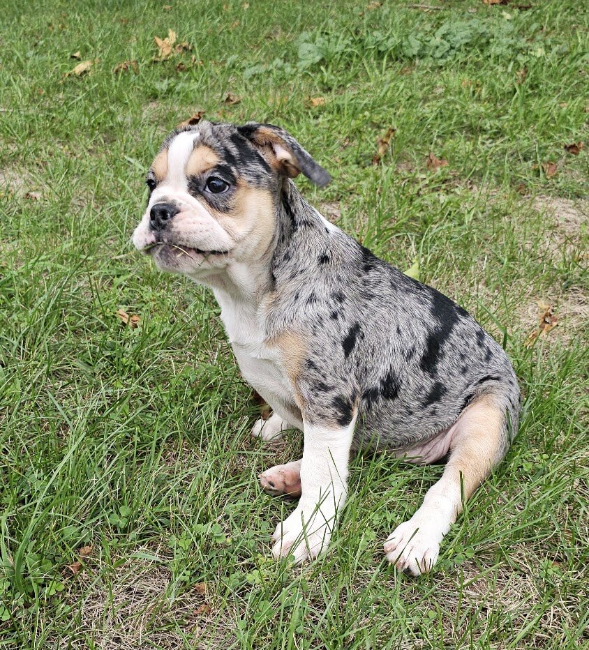 Mini Bulldog Puppies image 1