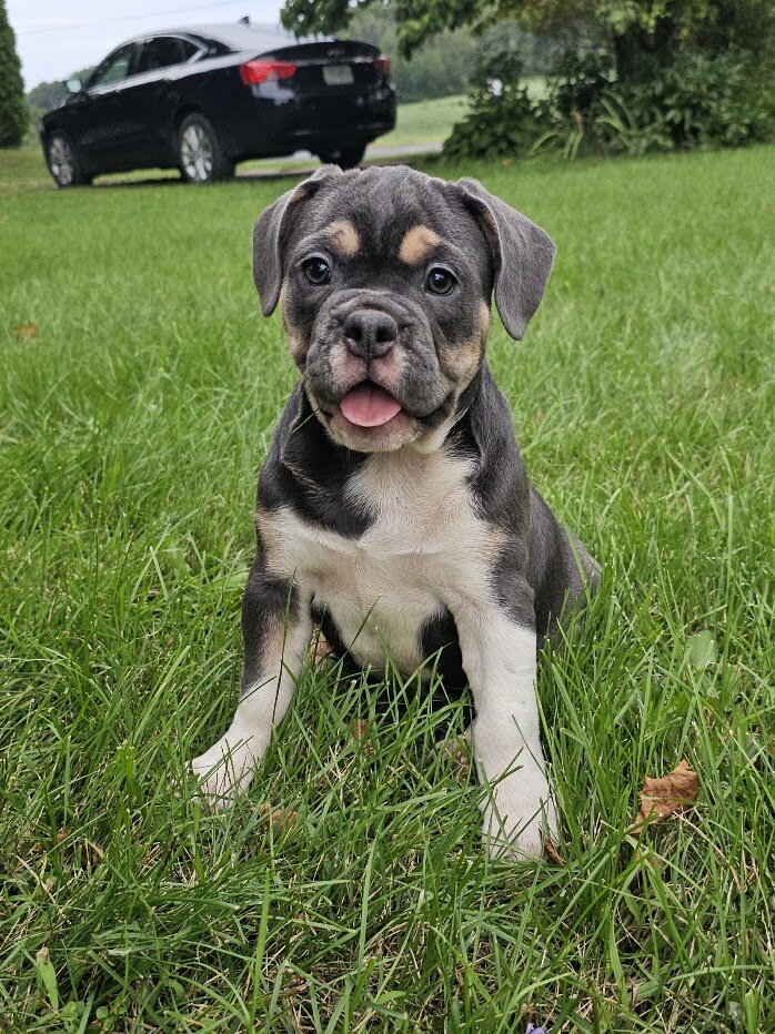 Mini Bulldog Puppies image 2