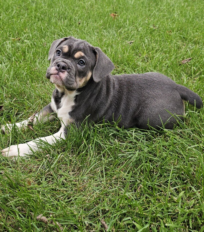 Mini Bulldog Puppies image 5