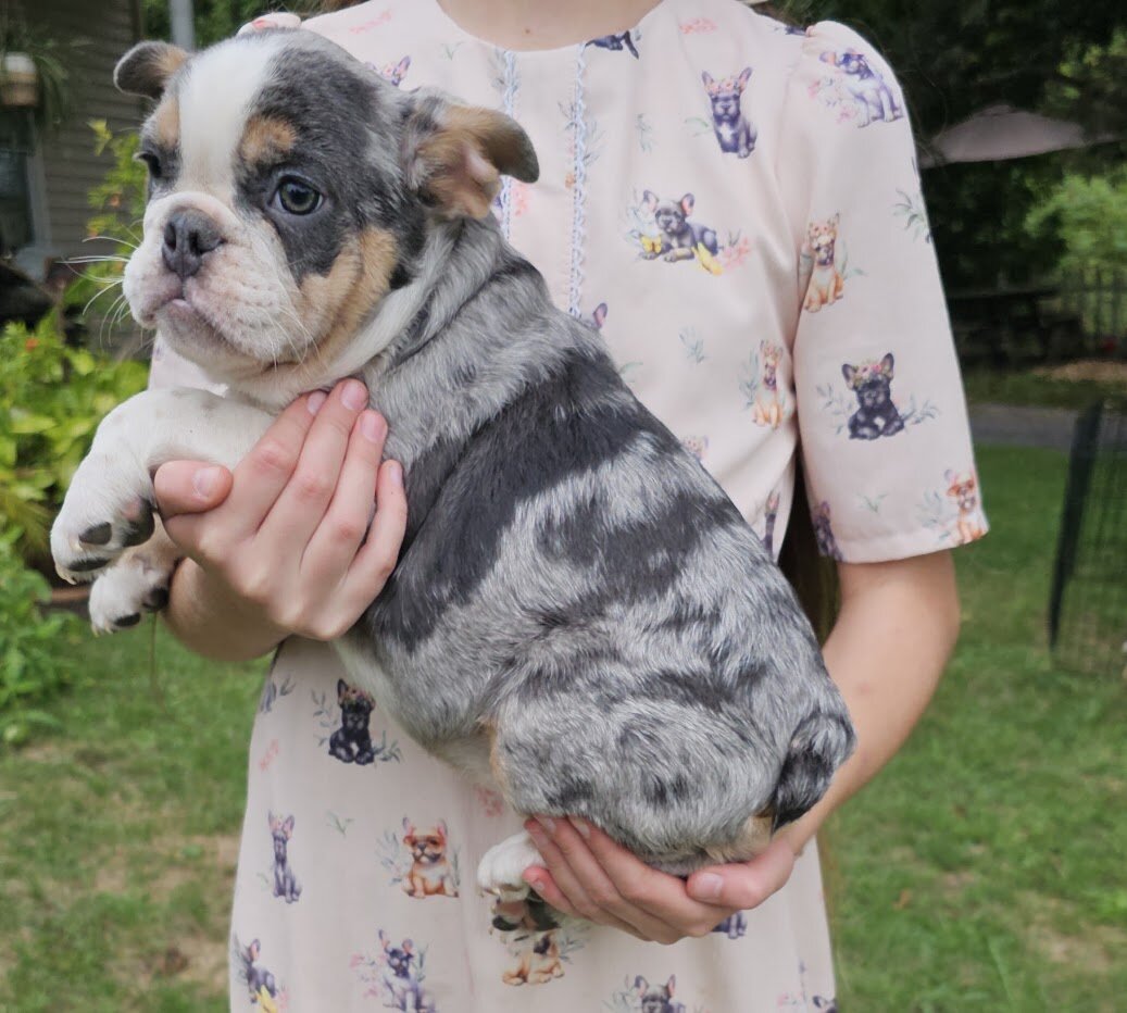 Mini Bulldog Puppies image 3