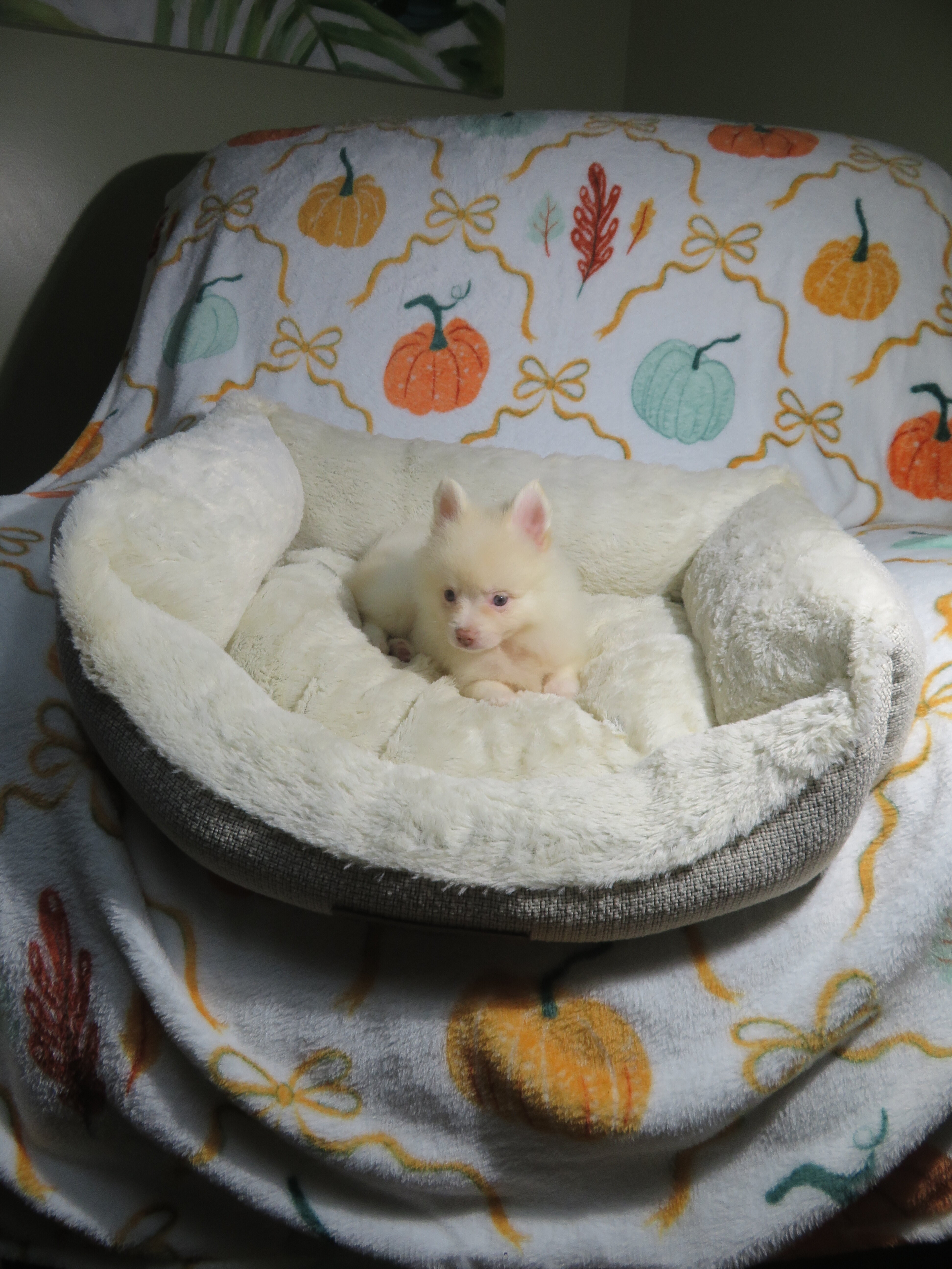 CKC Reg. Pomeranian Puppies image 2