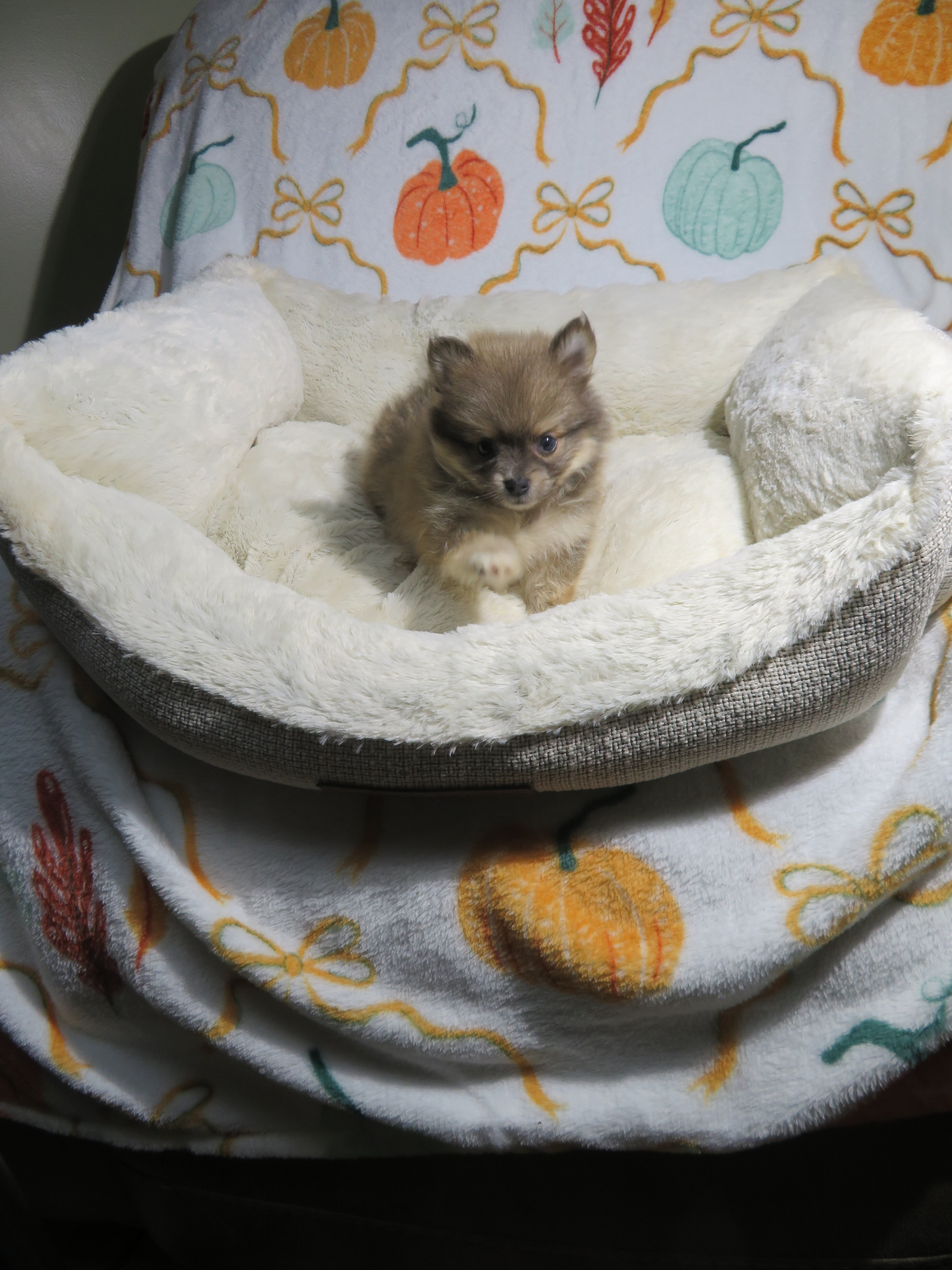 CKC Reg. Pomeranian Puppies image 1