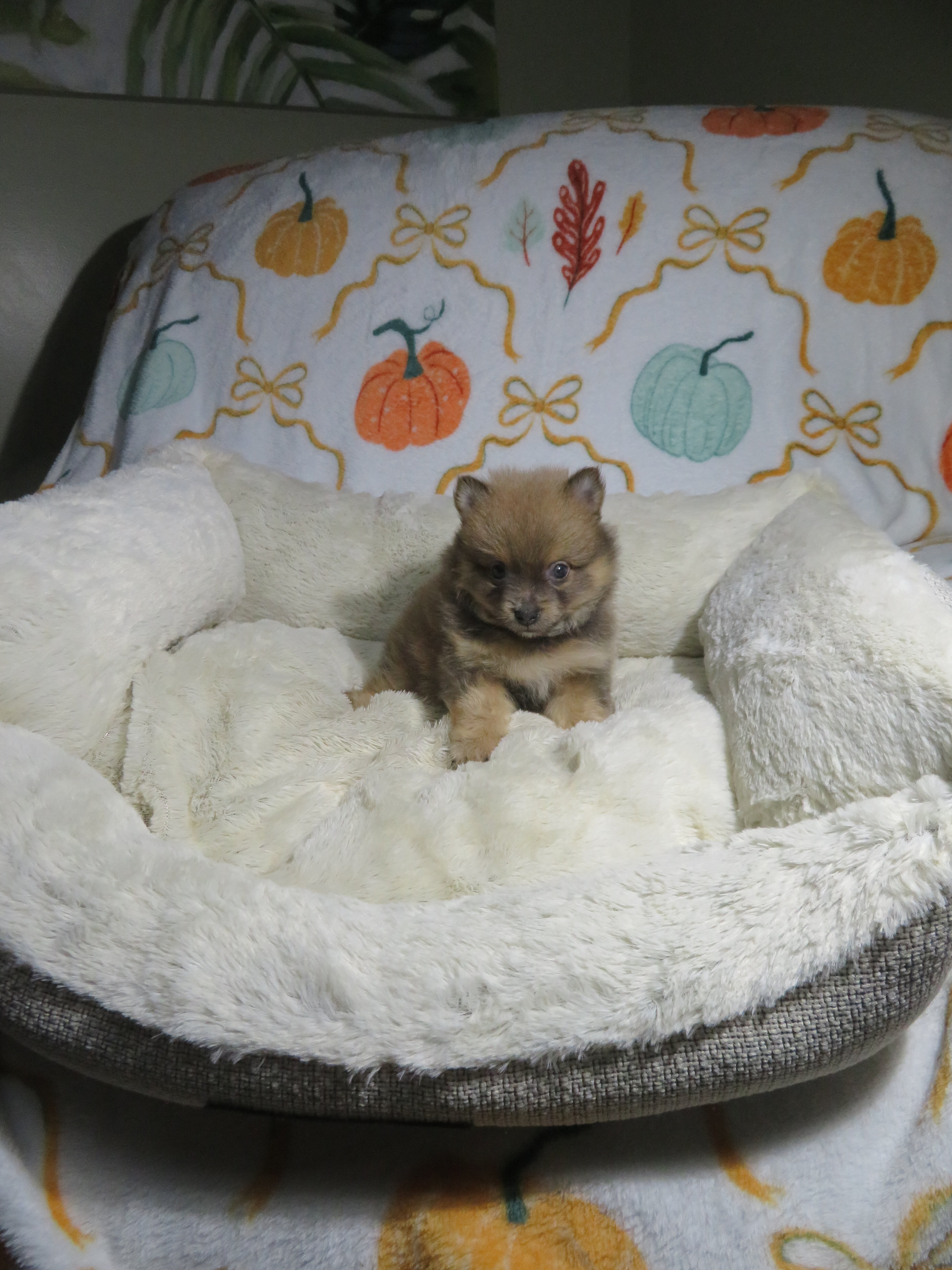 CKC Reg. Pomeranian Puppies image 3