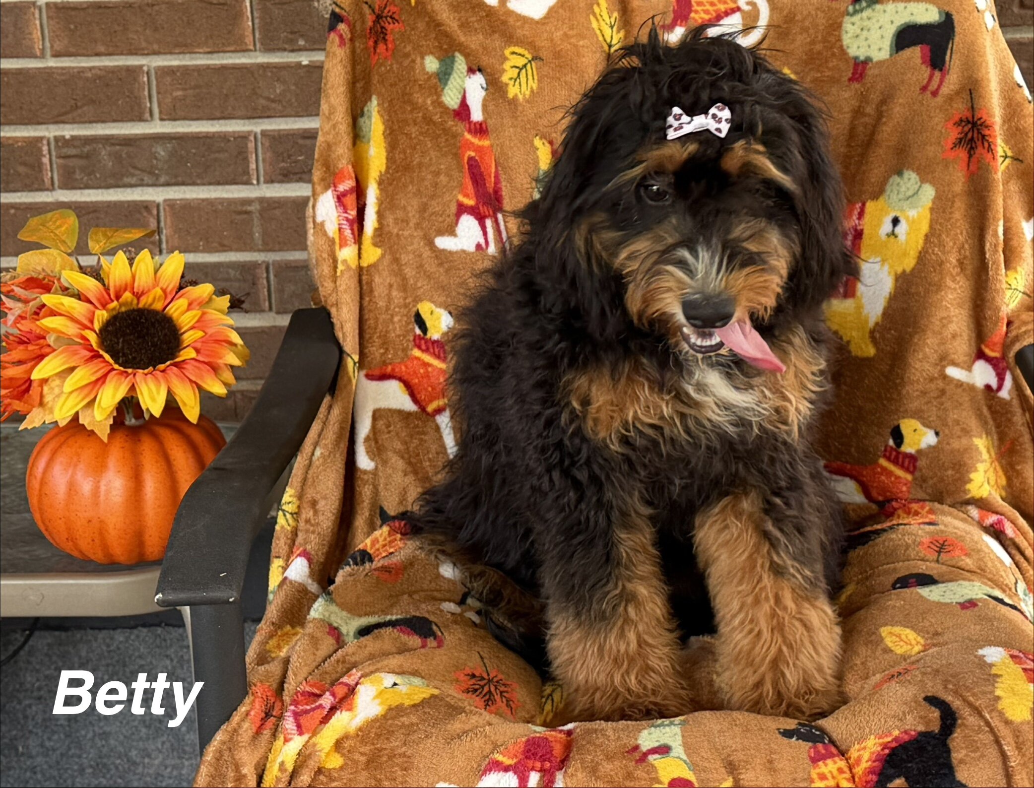 Mini Bernedoodles image 4