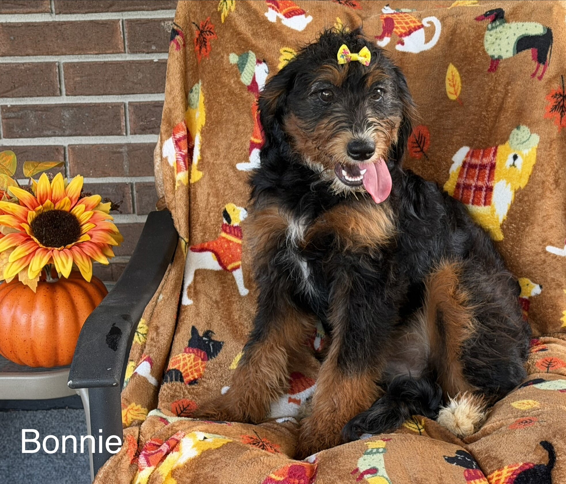 Mini Bernedoodles image 1
