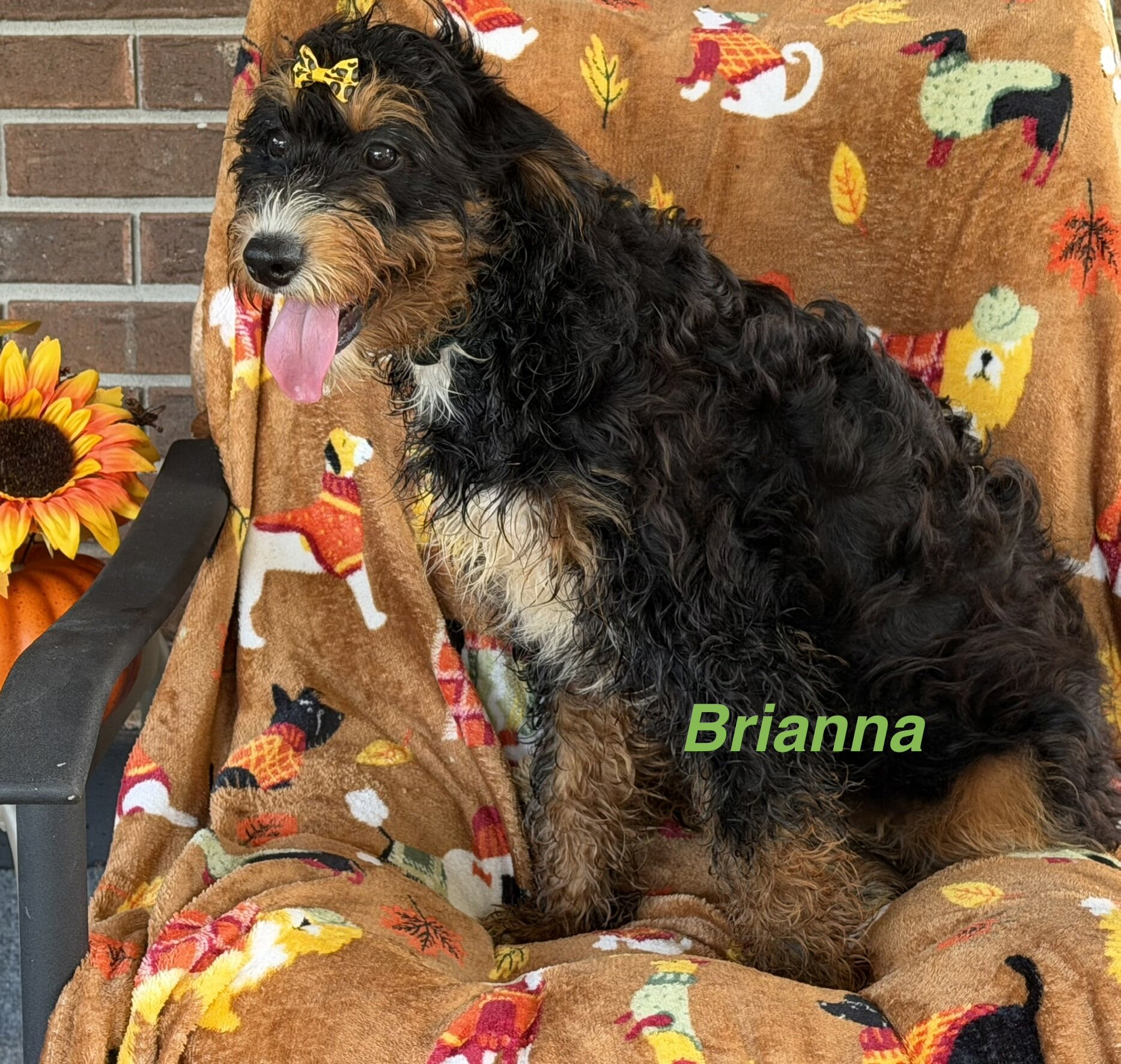 Mini Bernedoodles image 3