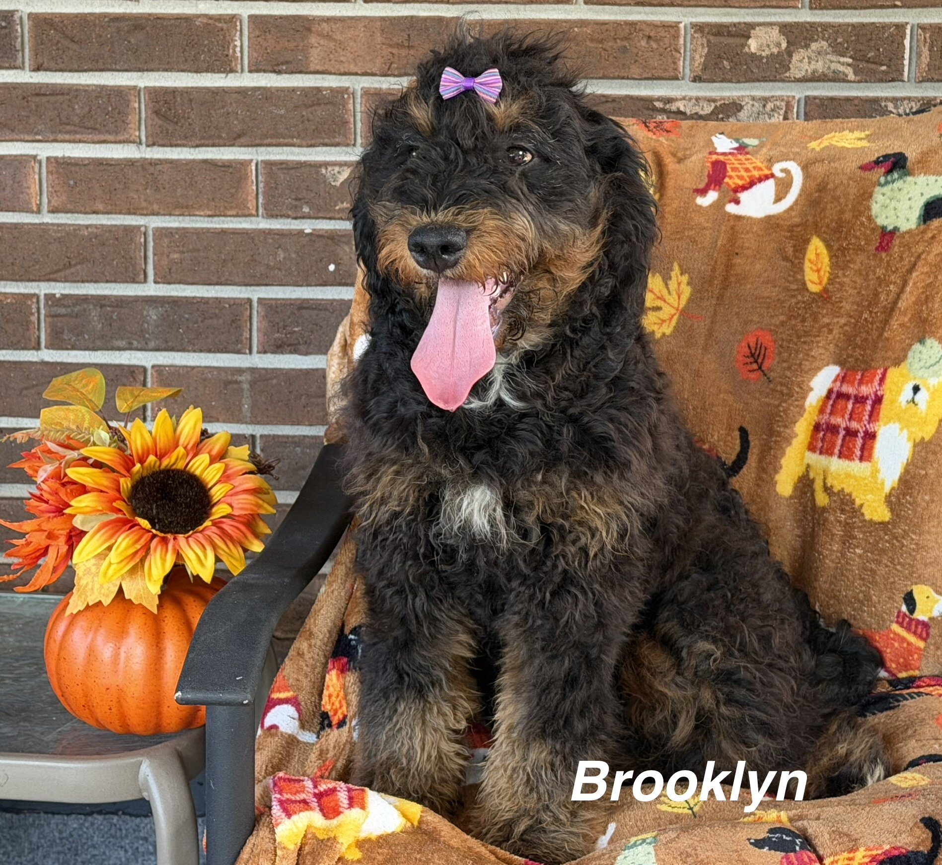 Mini Bernedoodles image 2