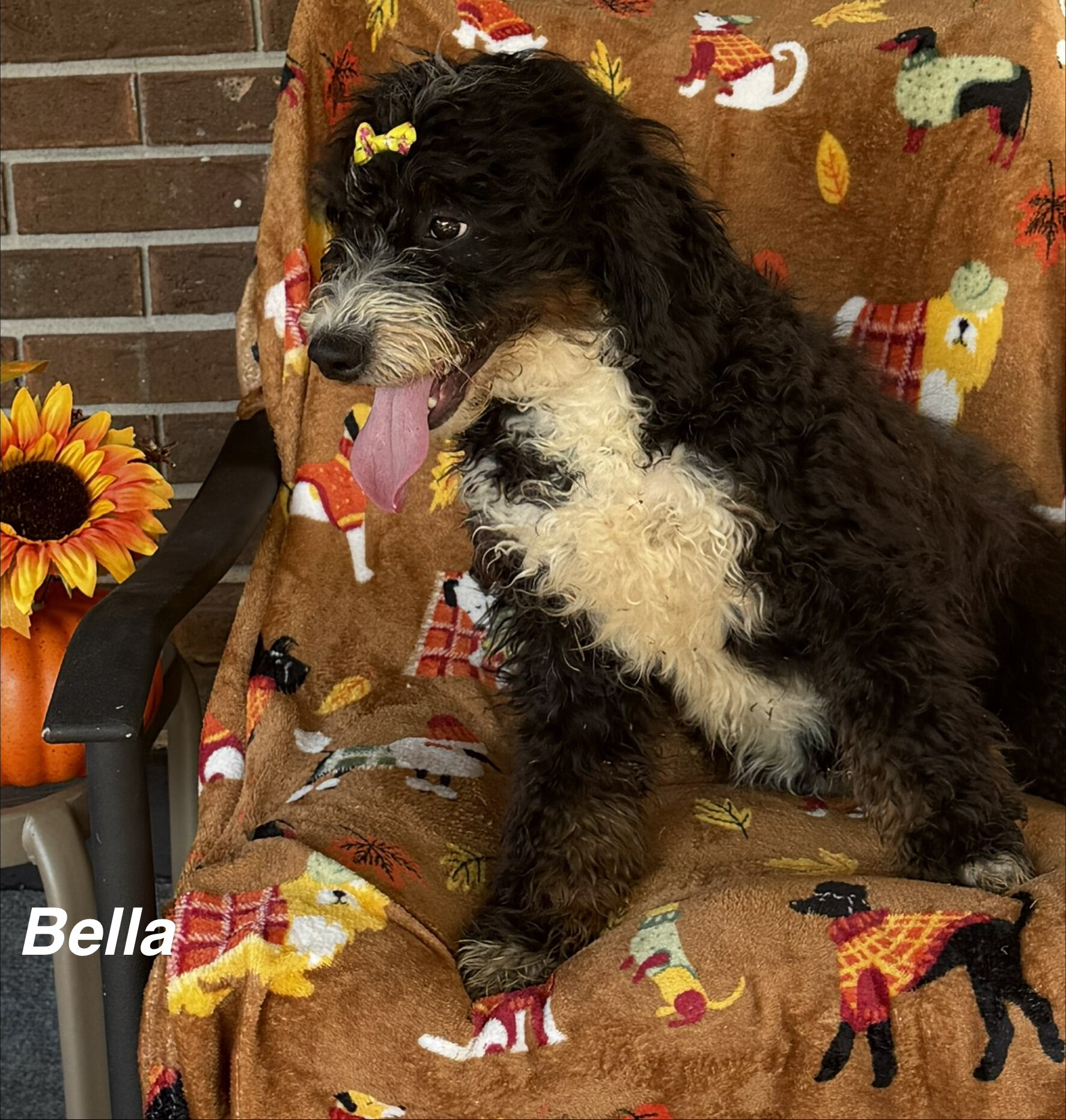 Mini Bernedoodles image 5