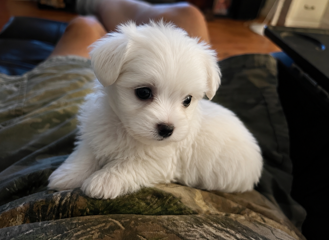 Maltese puppies image 3