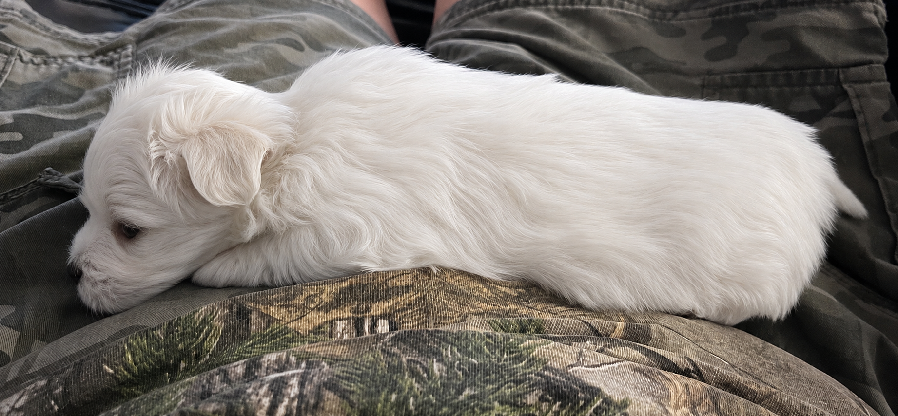 Maltese puppies image 1