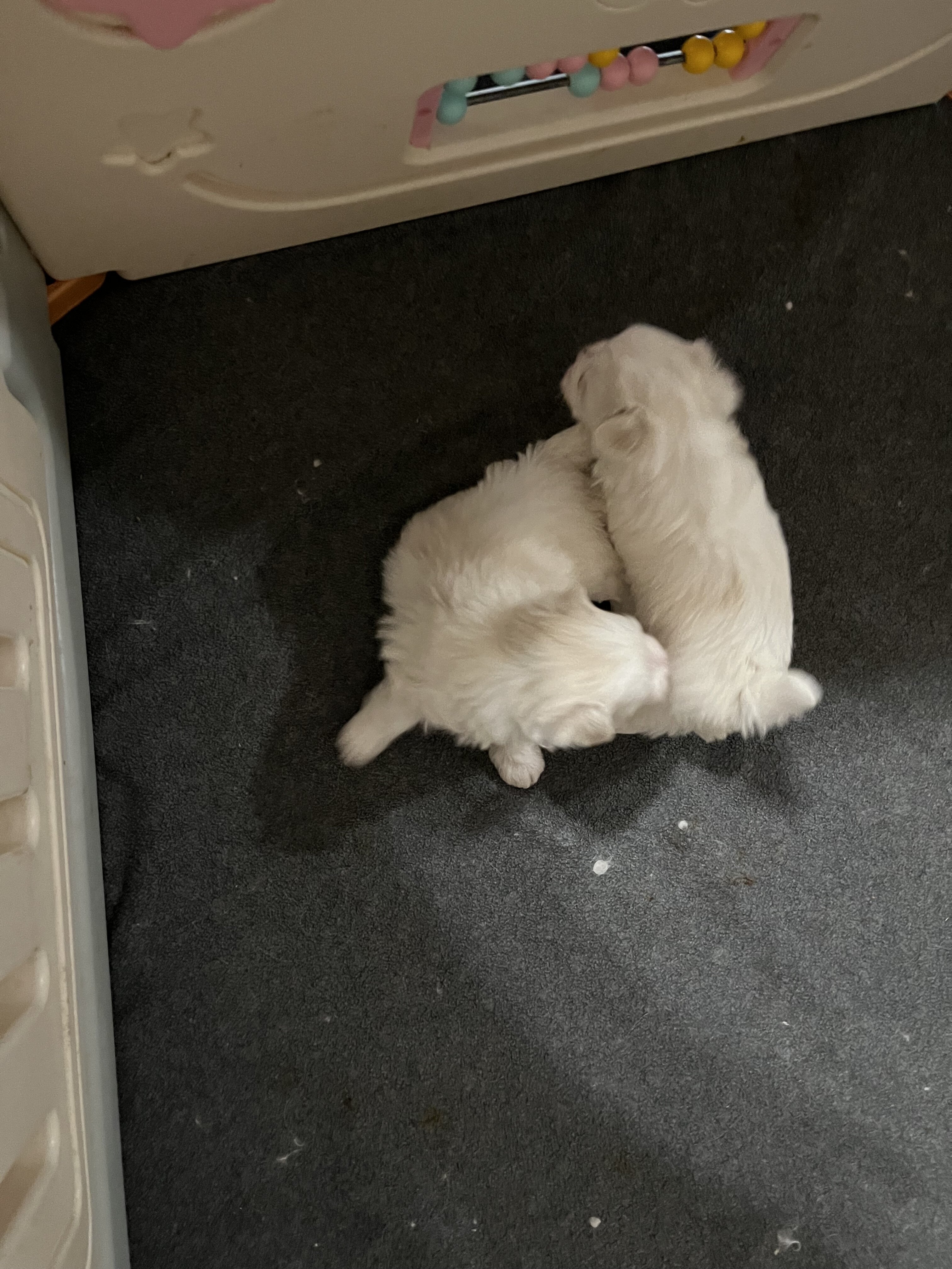 Maltese puppies image 2