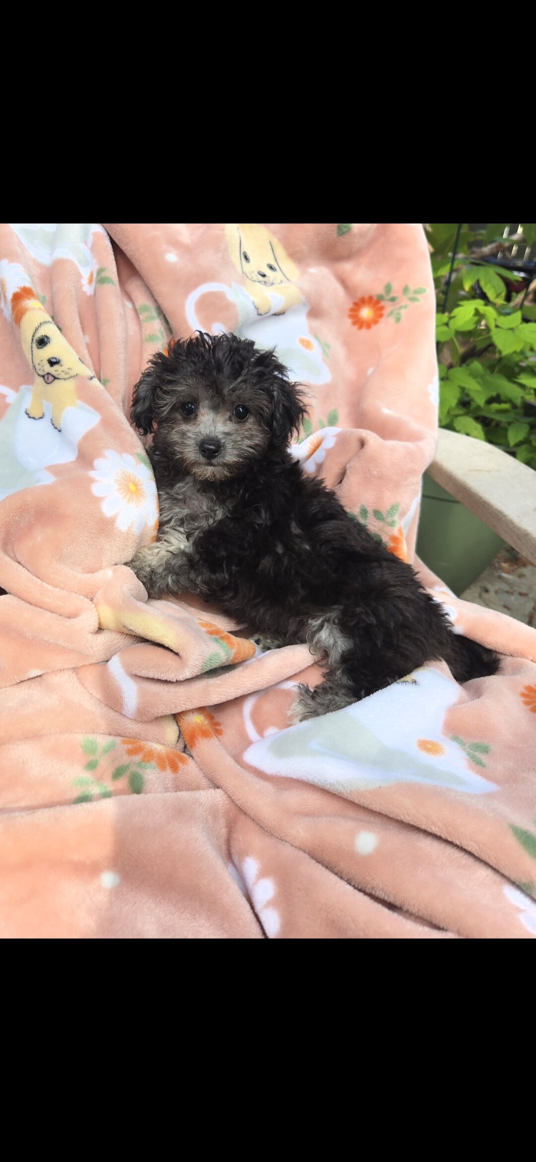Maltipoo image 1