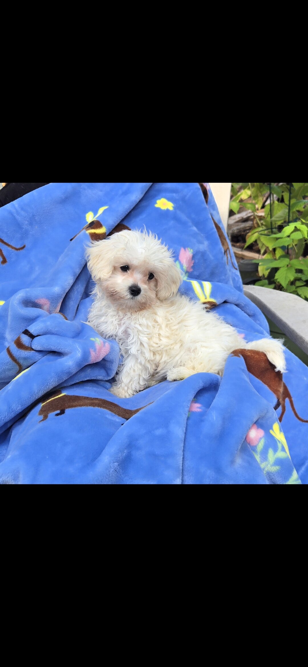 Maltipoo image 2
