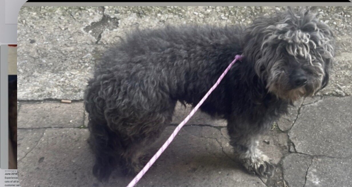 Andrea 1 half year old DNA Tested Aussiedoodle image 10