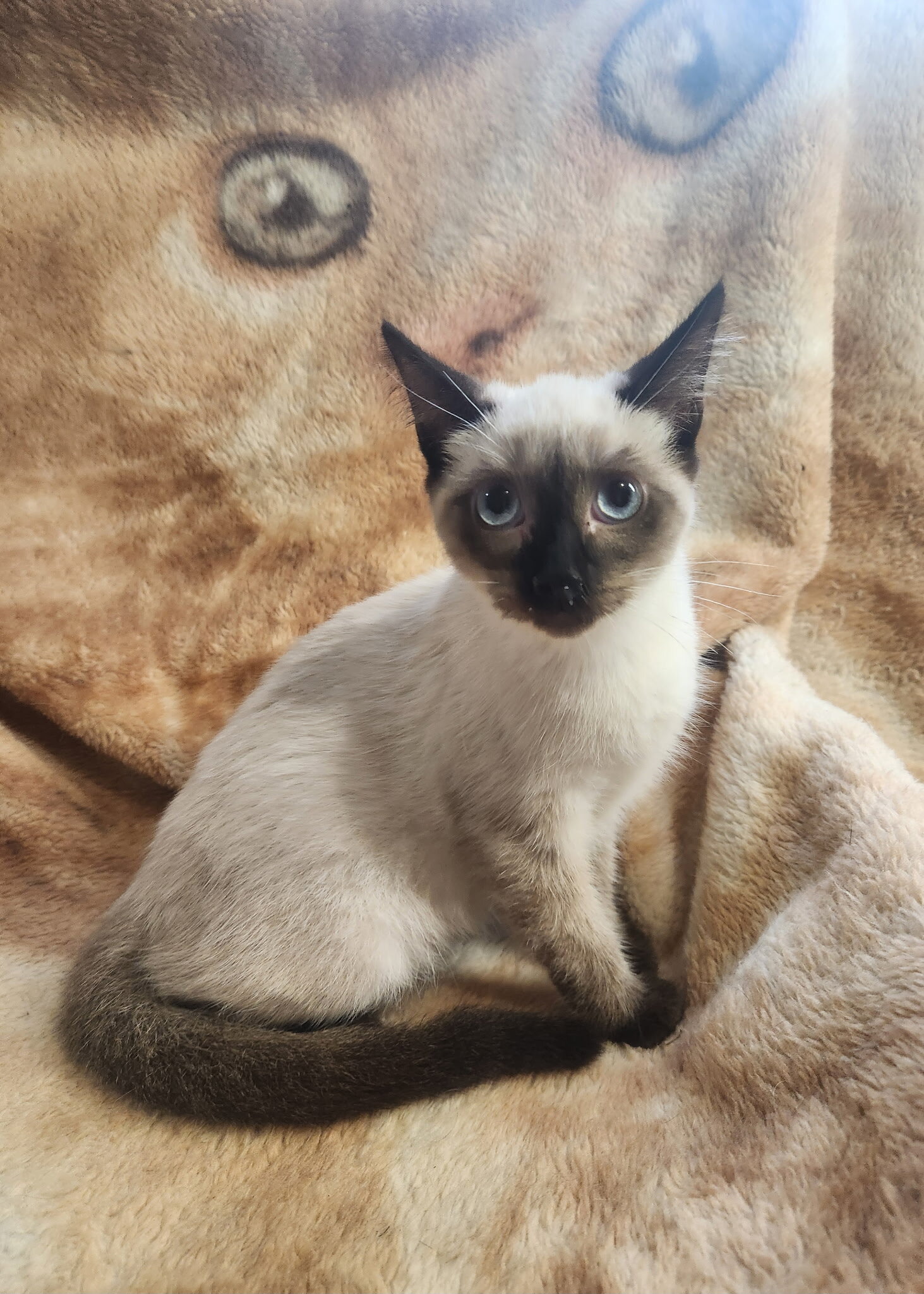 Sealpoint Siamese kittens image 1