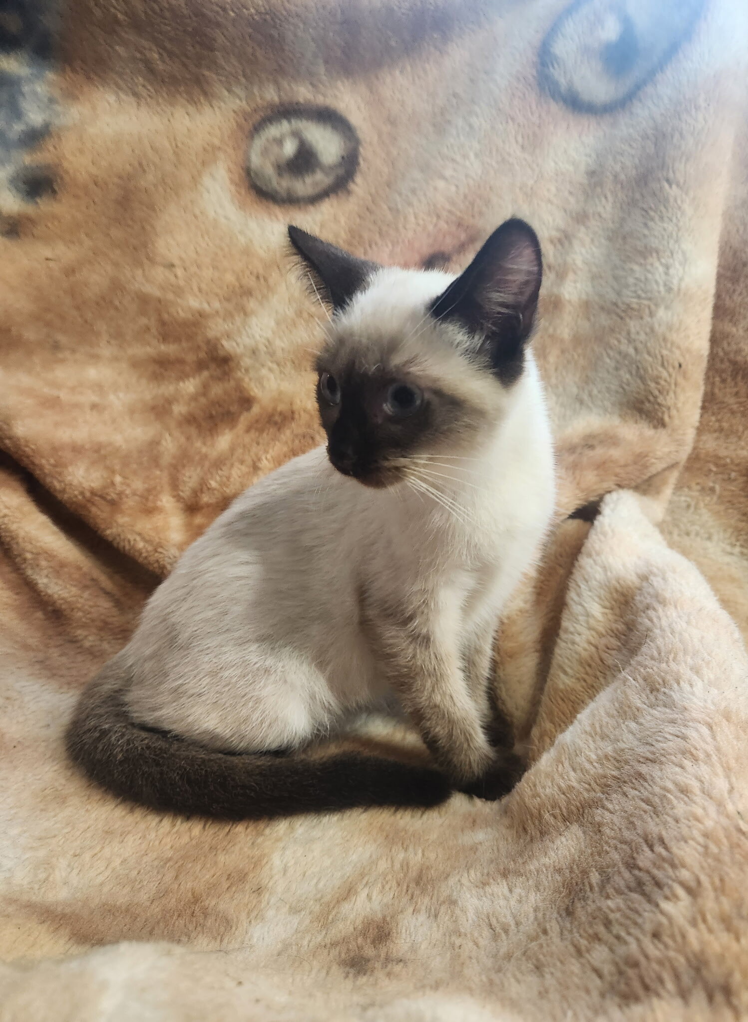 Sealpoint Siamese kittens image 2
