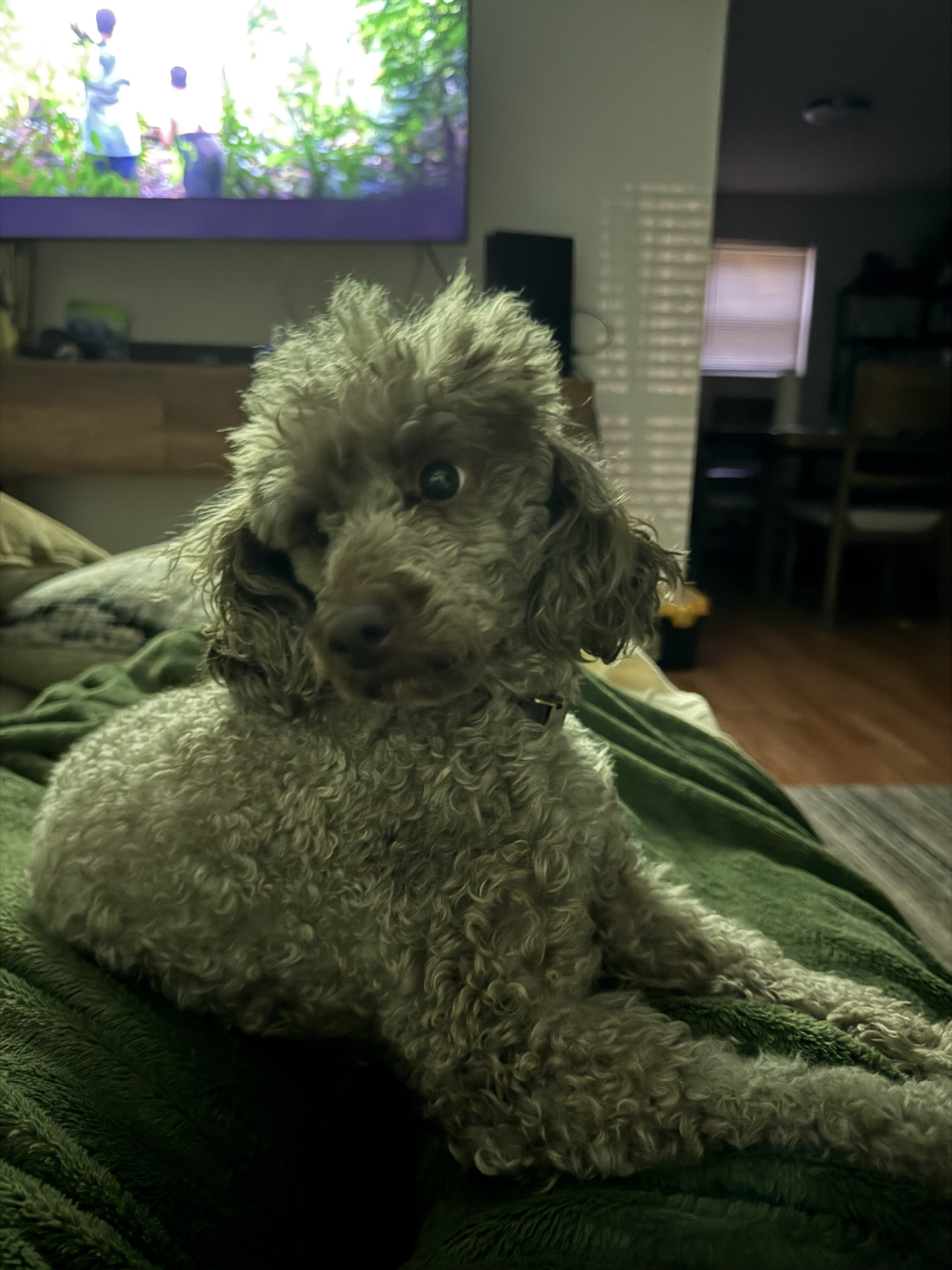 Toy Poodle image 1