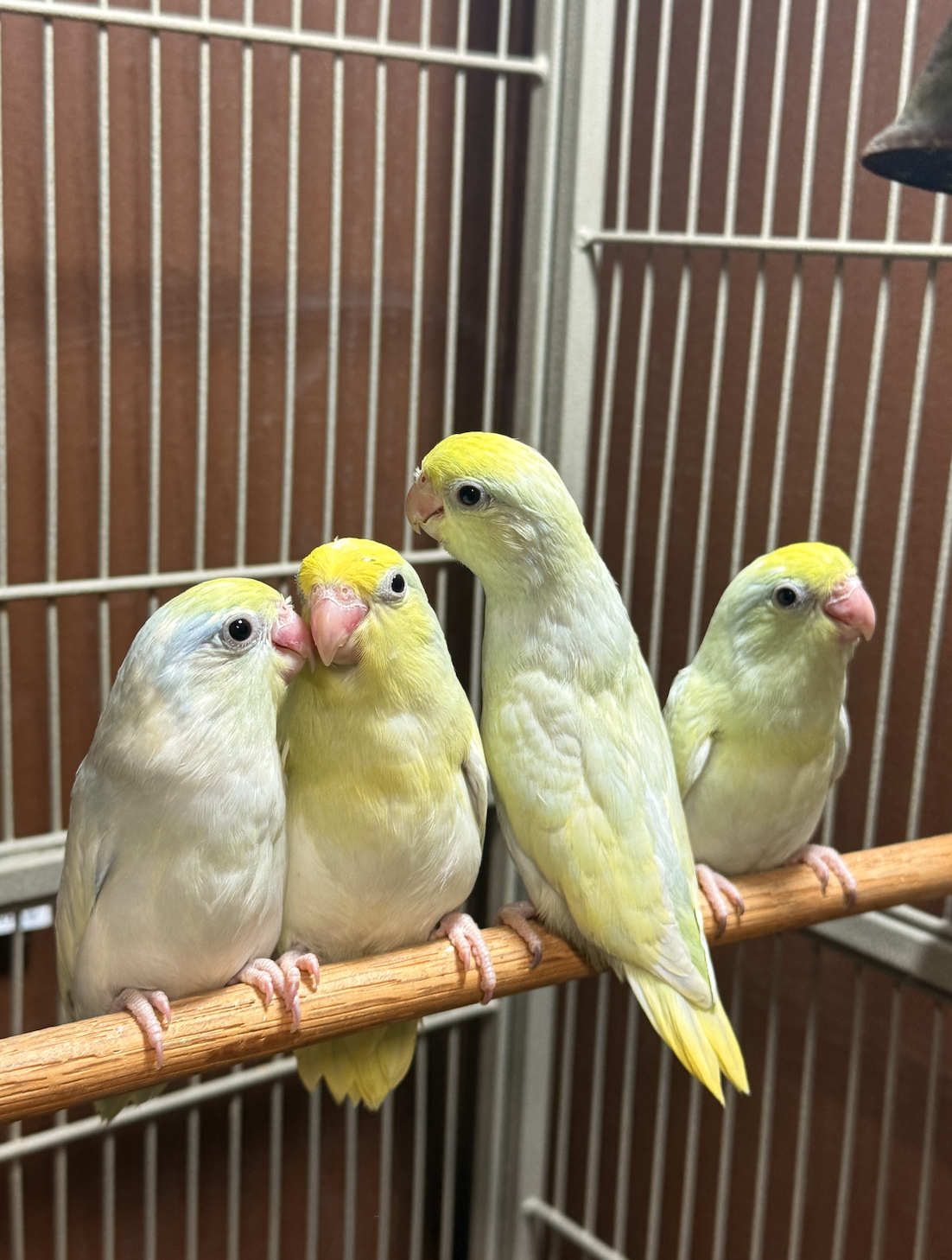 pied hand-raised parrotlets image 1