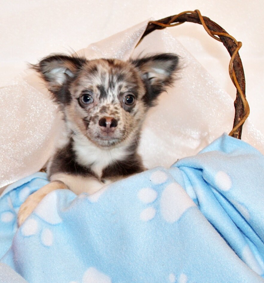 Elgin - Flashy L/C Blue Merle Teddy Bear image 1