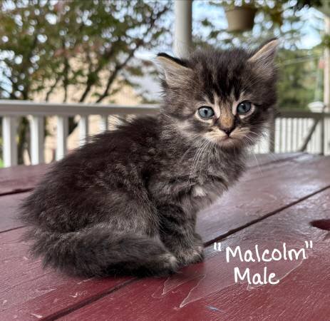 Free Kittens image 1