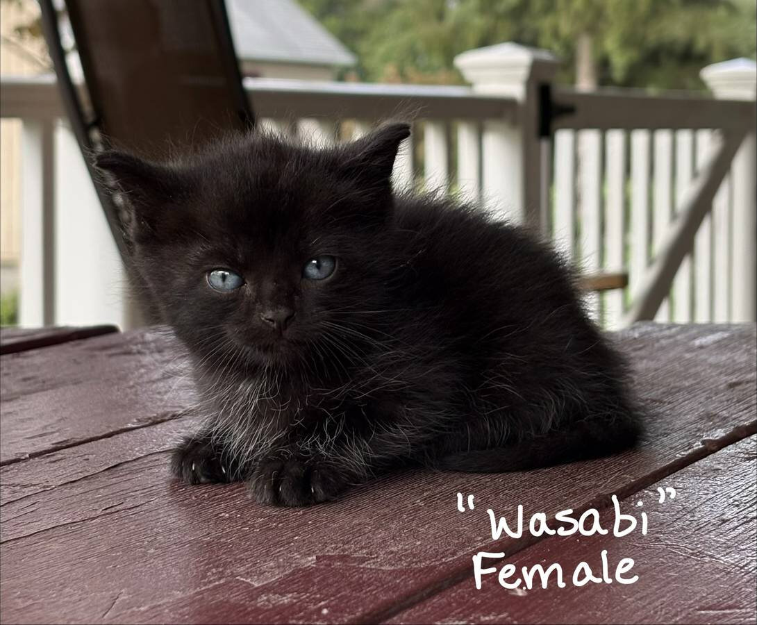Free Kittens image 3
