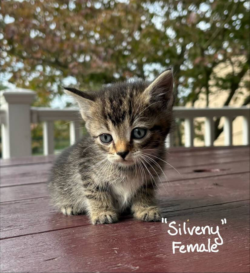 Free Kittens image 4
