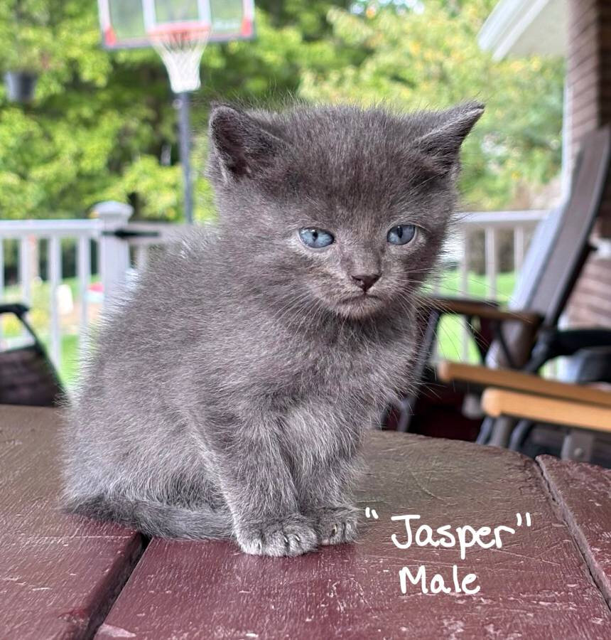 Free Kittens image 2