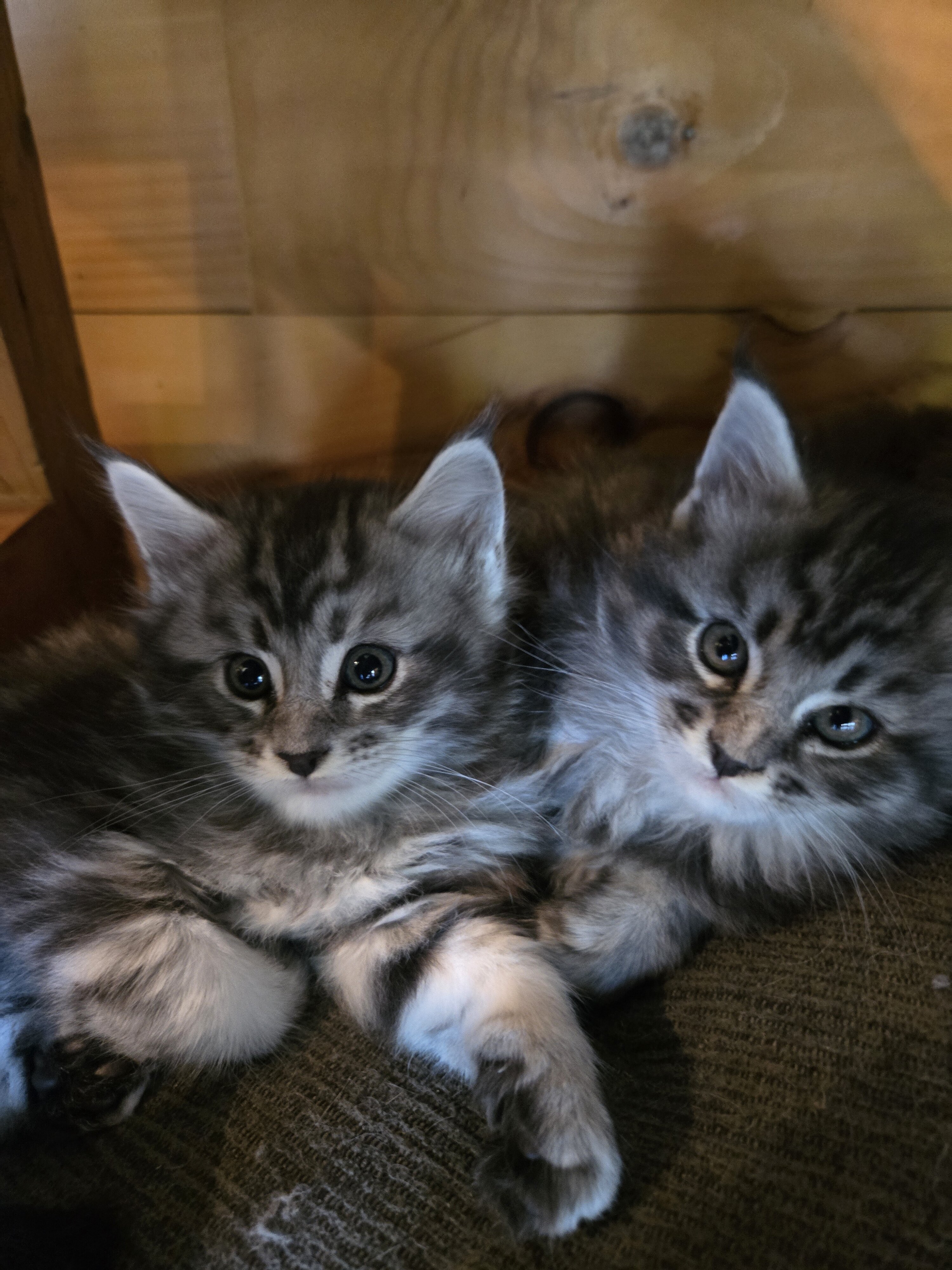 Registered Purebred Maine Coon Kittens image 1