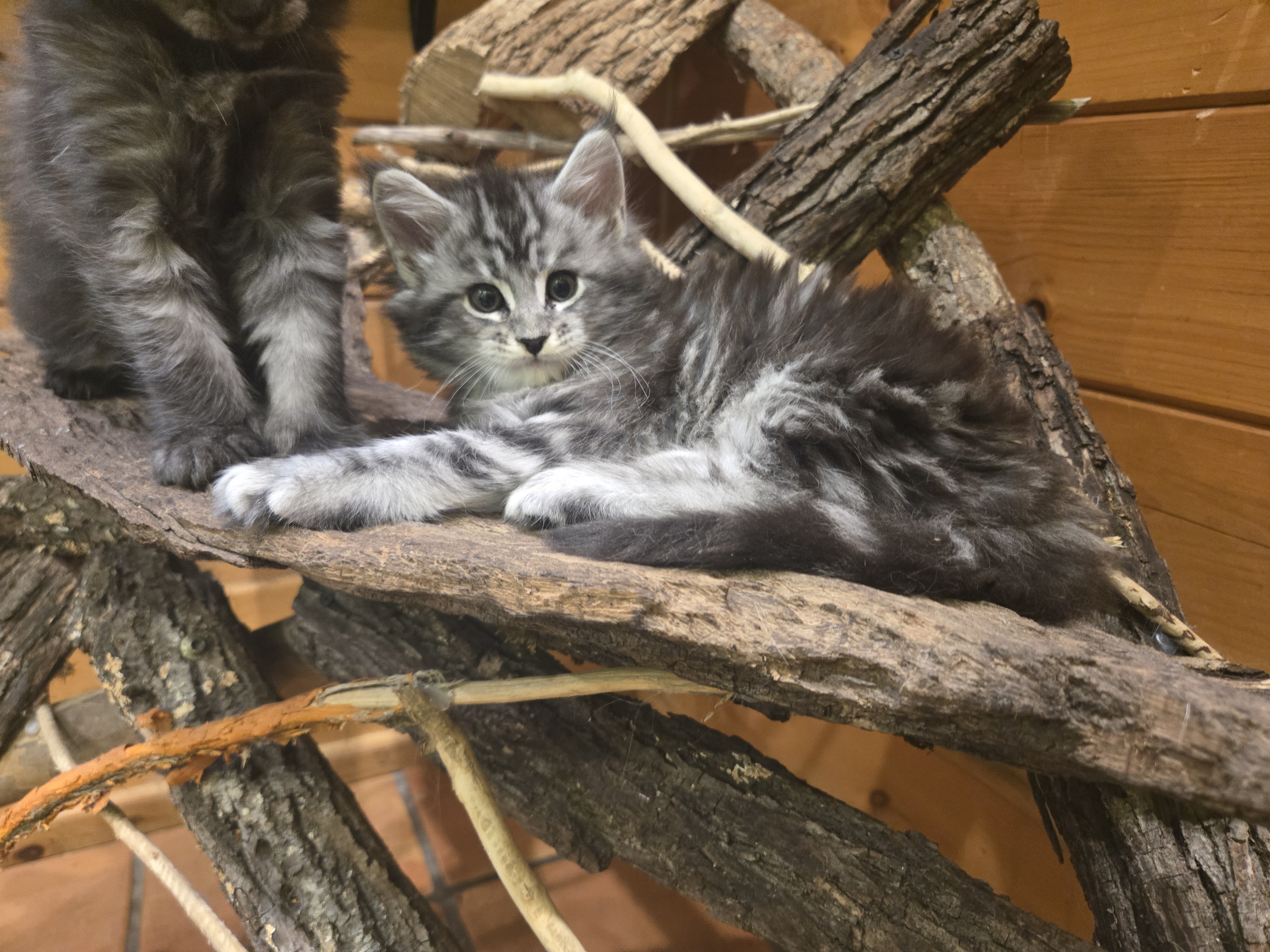 Registered Purebred Maine Coon Kittens image 6