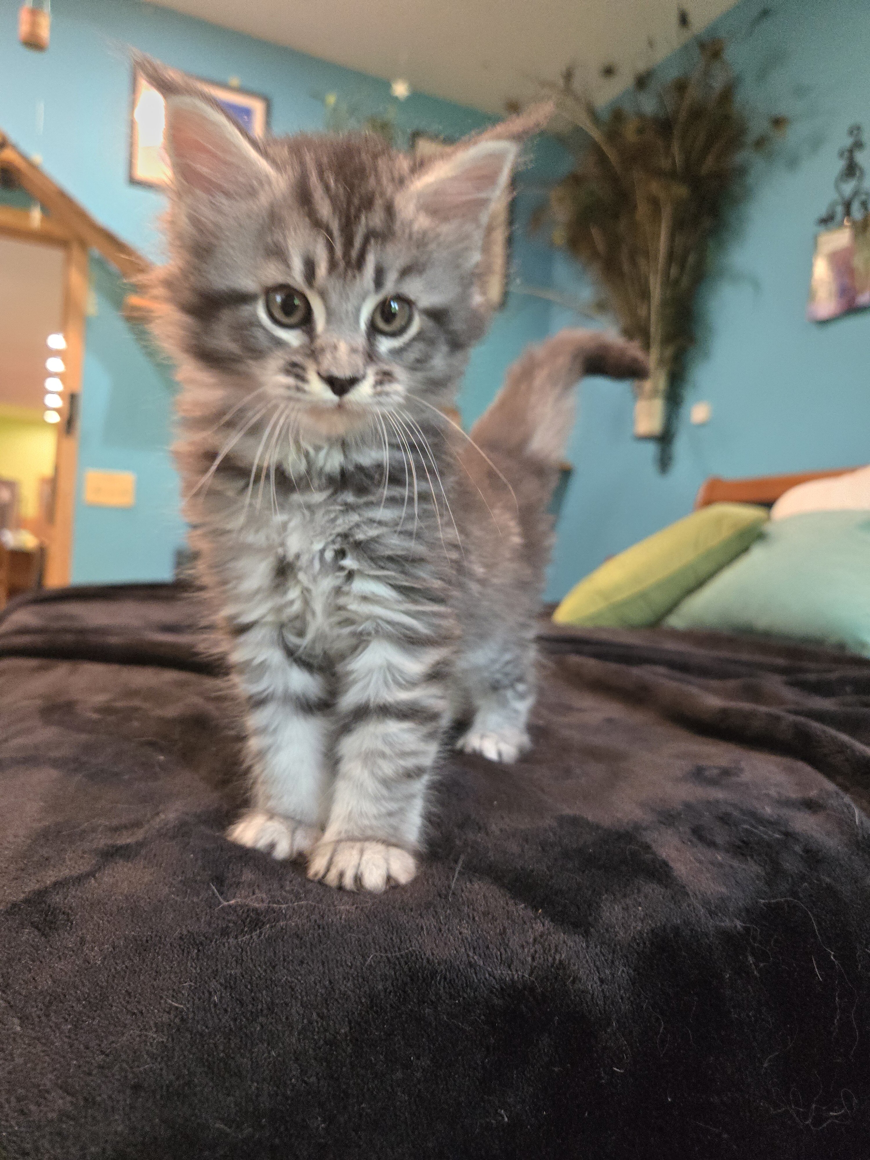 Registered Purebred Maine Coon Kittens image 2