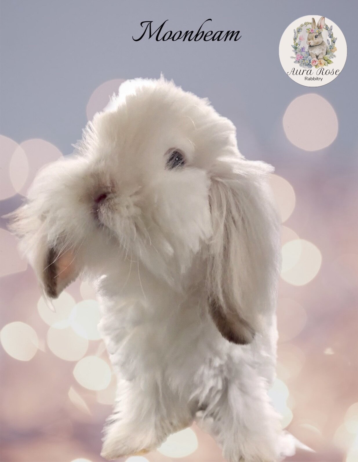Teddywidder bunnies image 2