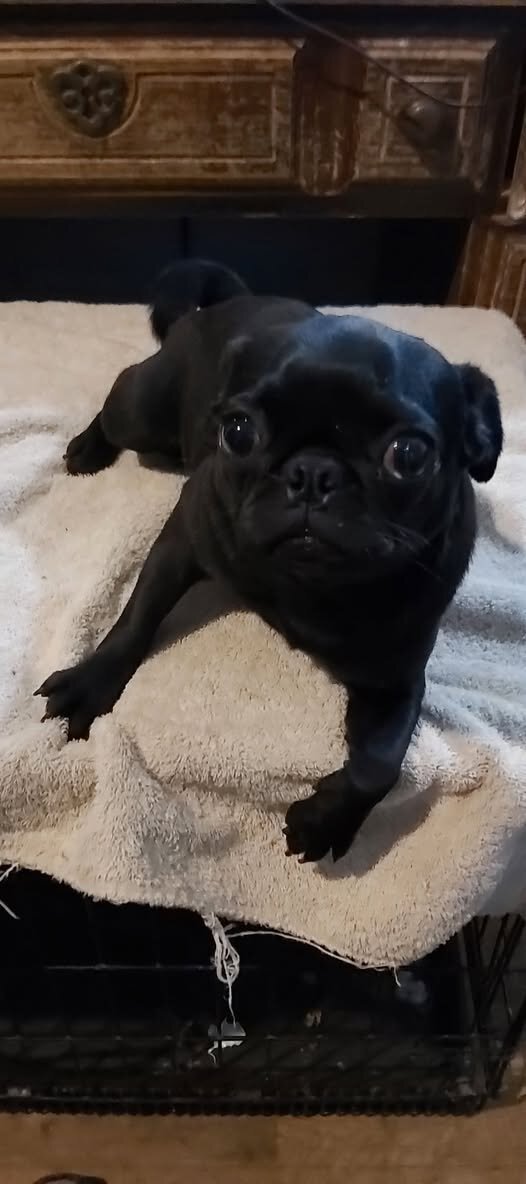 very distinctive pug very very small  female pug image 1