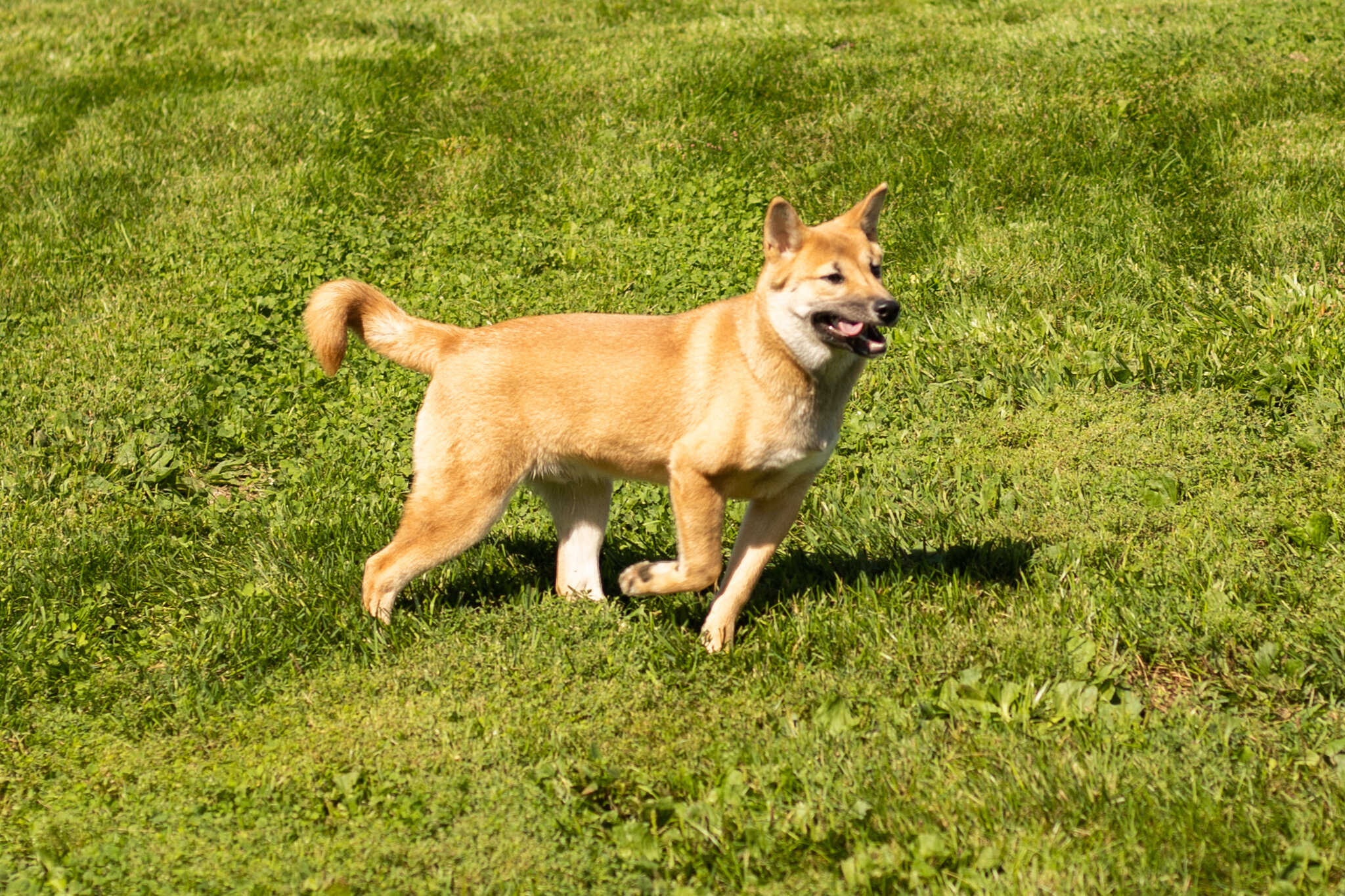 AKC Shiba Inu male puppy in Indiana (Jake) image 8