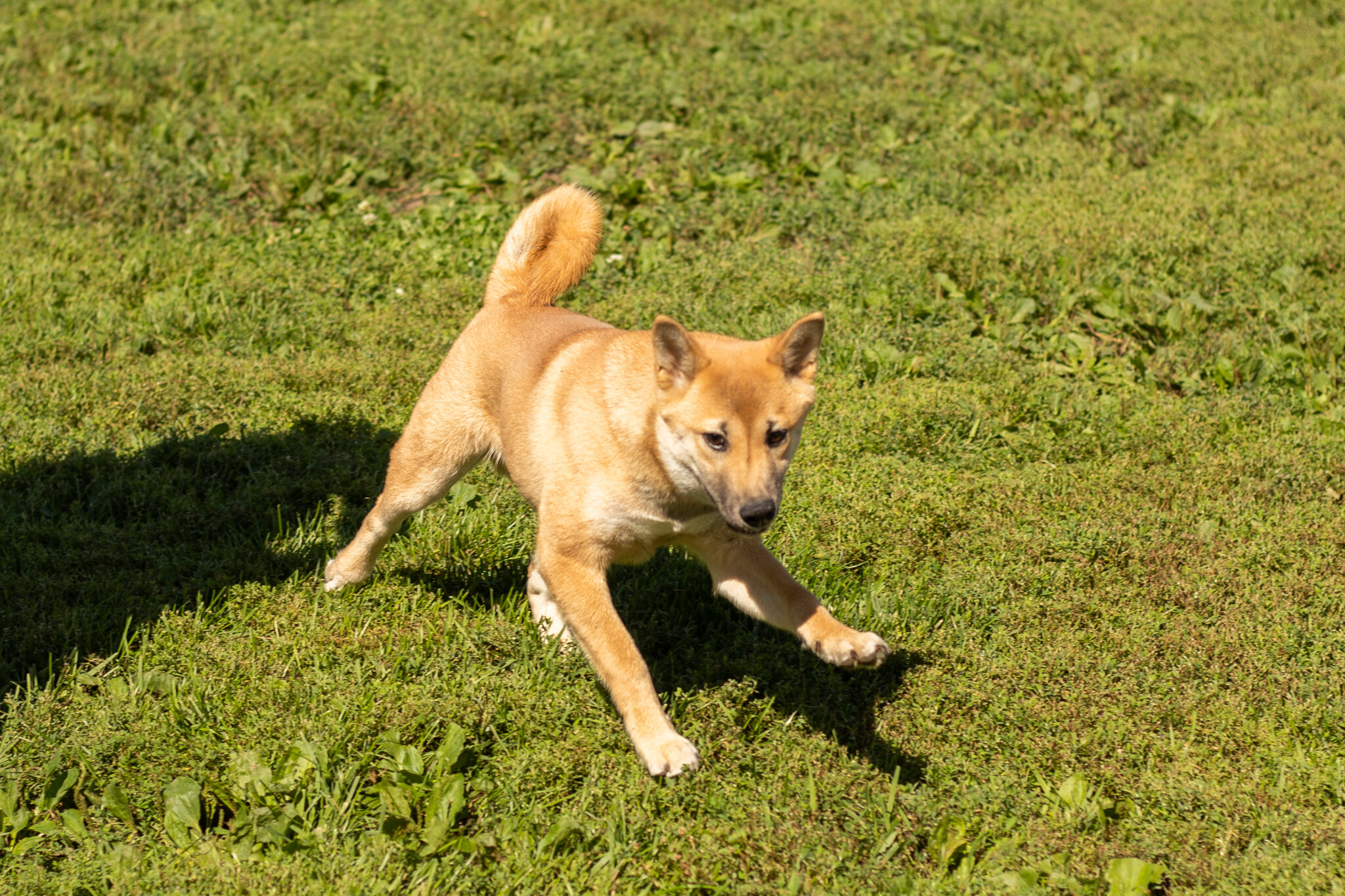 AKC Shiba Inu male puppy in Indiana (Jake) image 9