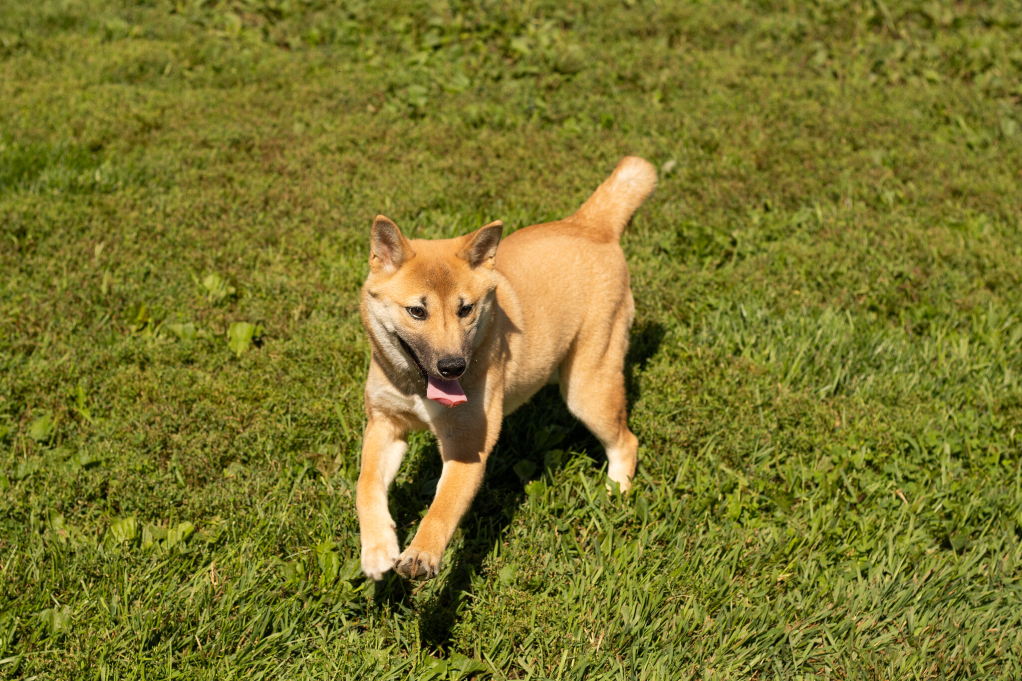 AKC Shiba Inu male puppy in Indiana (Jake) image 10