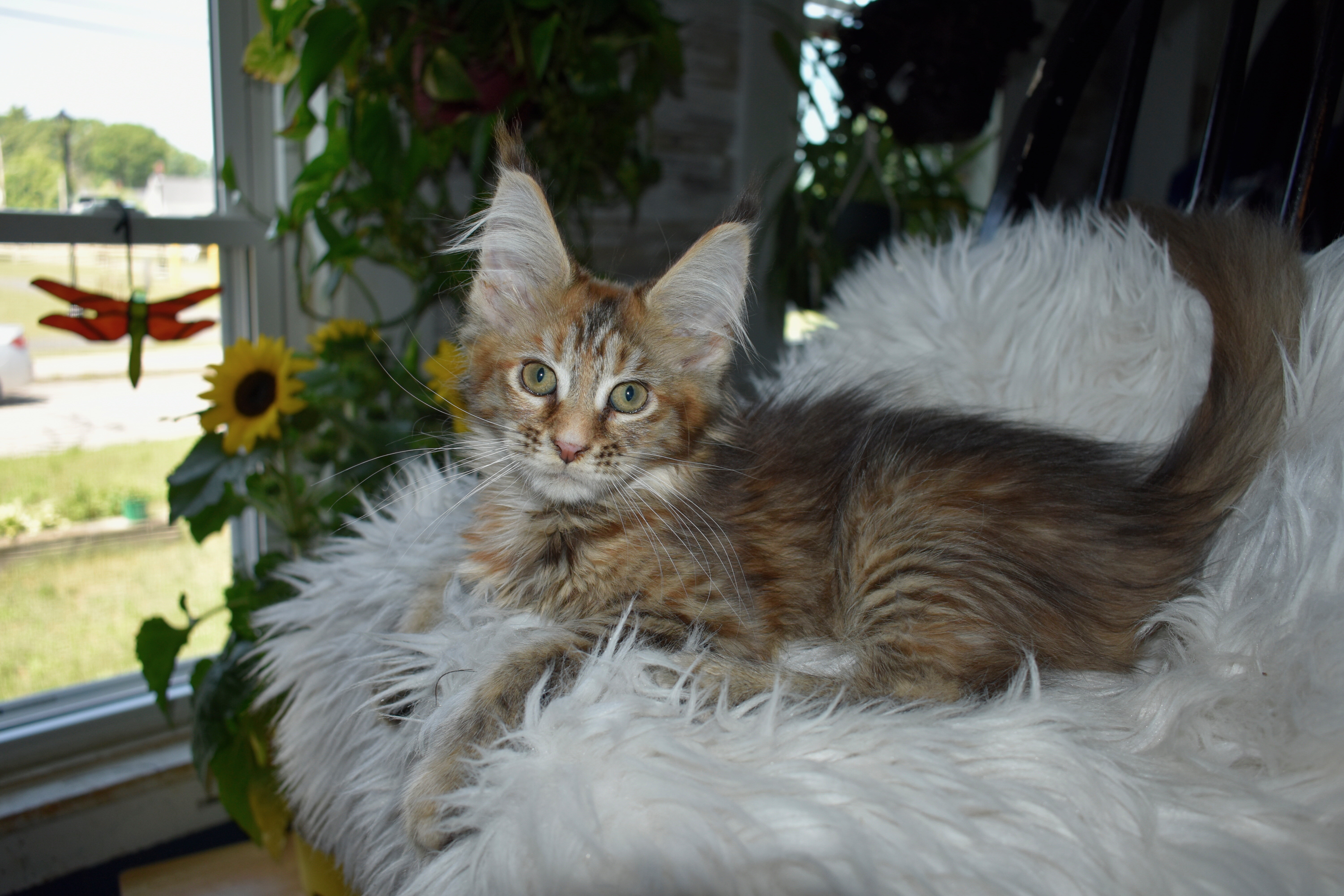 Maine coon Euro Tica kittens ready Now sept 2026 image 2
