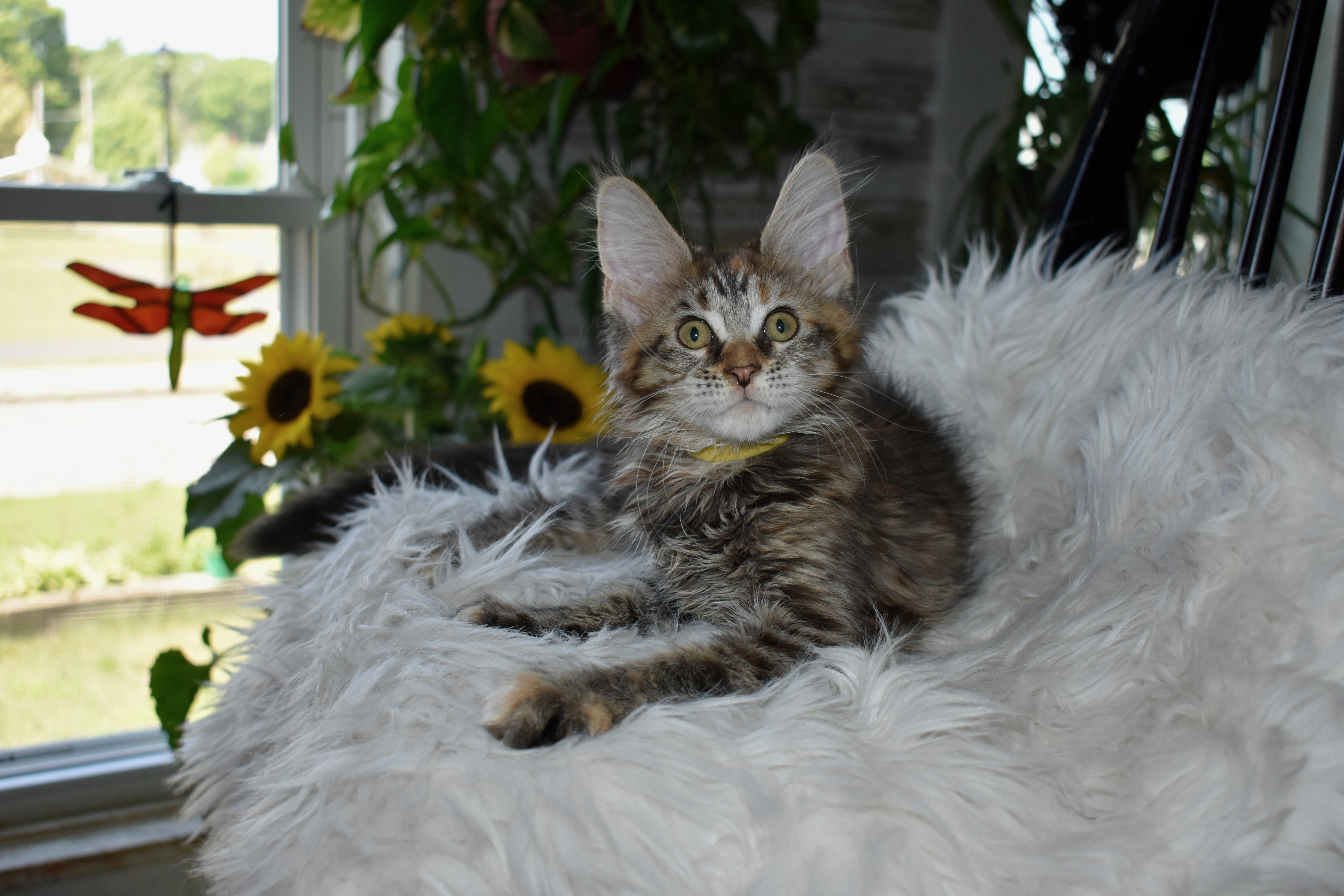 Maine coon Euro Tica kittens ready Now sept 2026 image 5