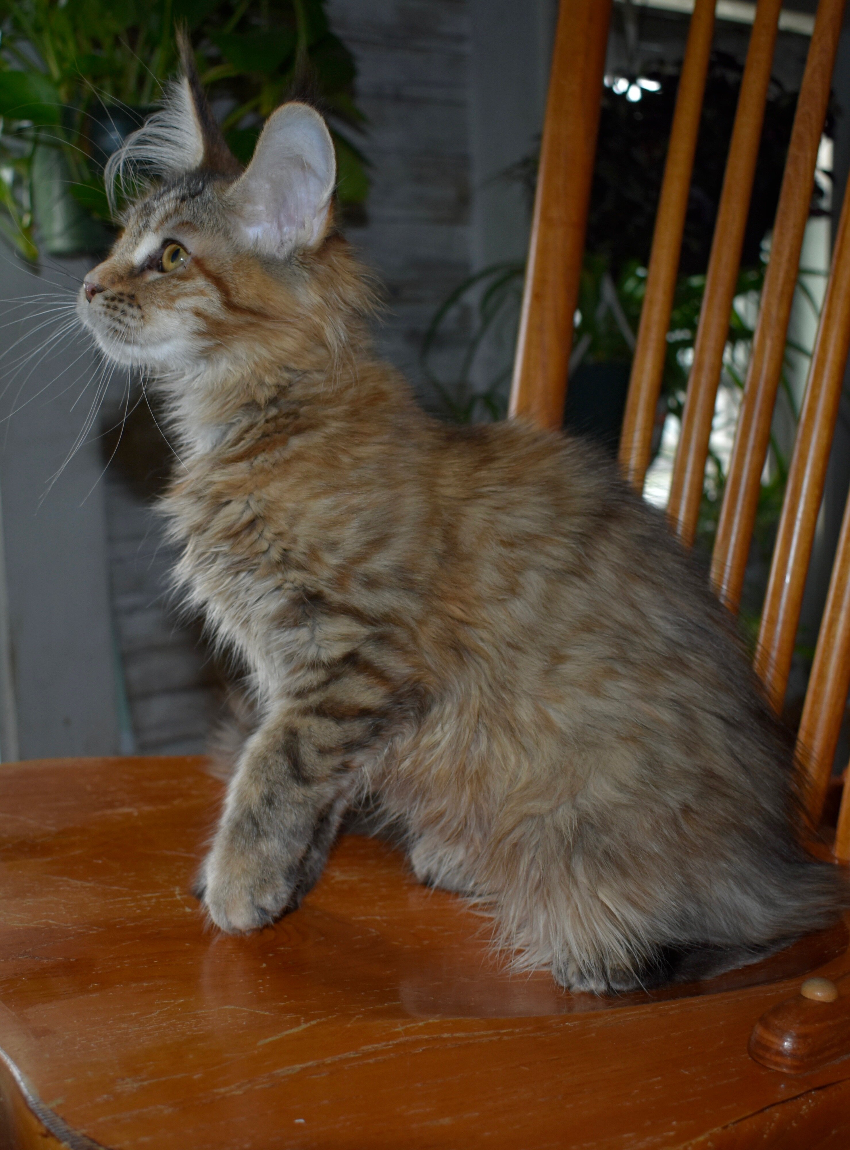 Maine coon Euro Tica kittens ready Now sept 2026 image 4
