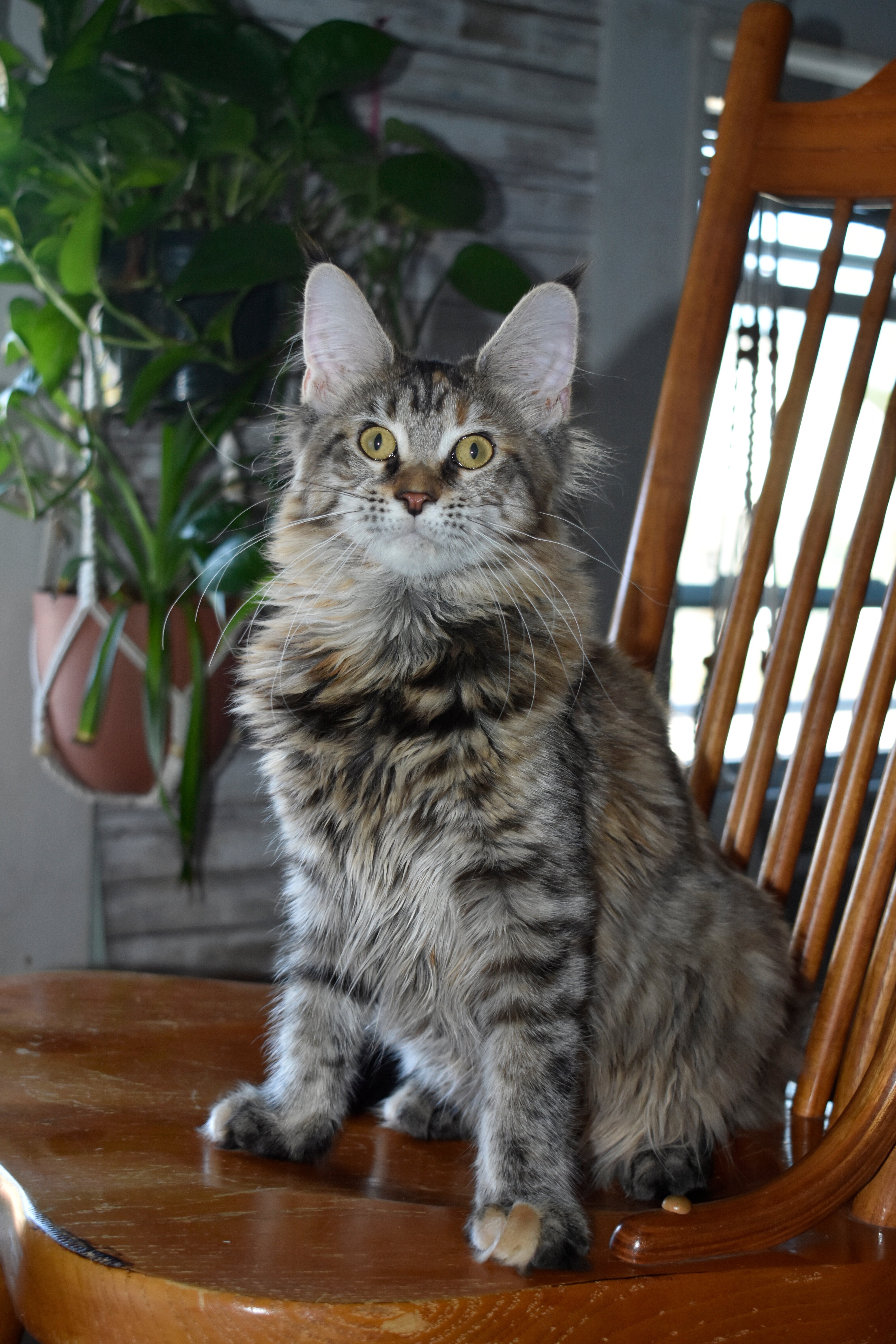 Maine coon Euro Tica kittens ready Now sept 2026 image 6