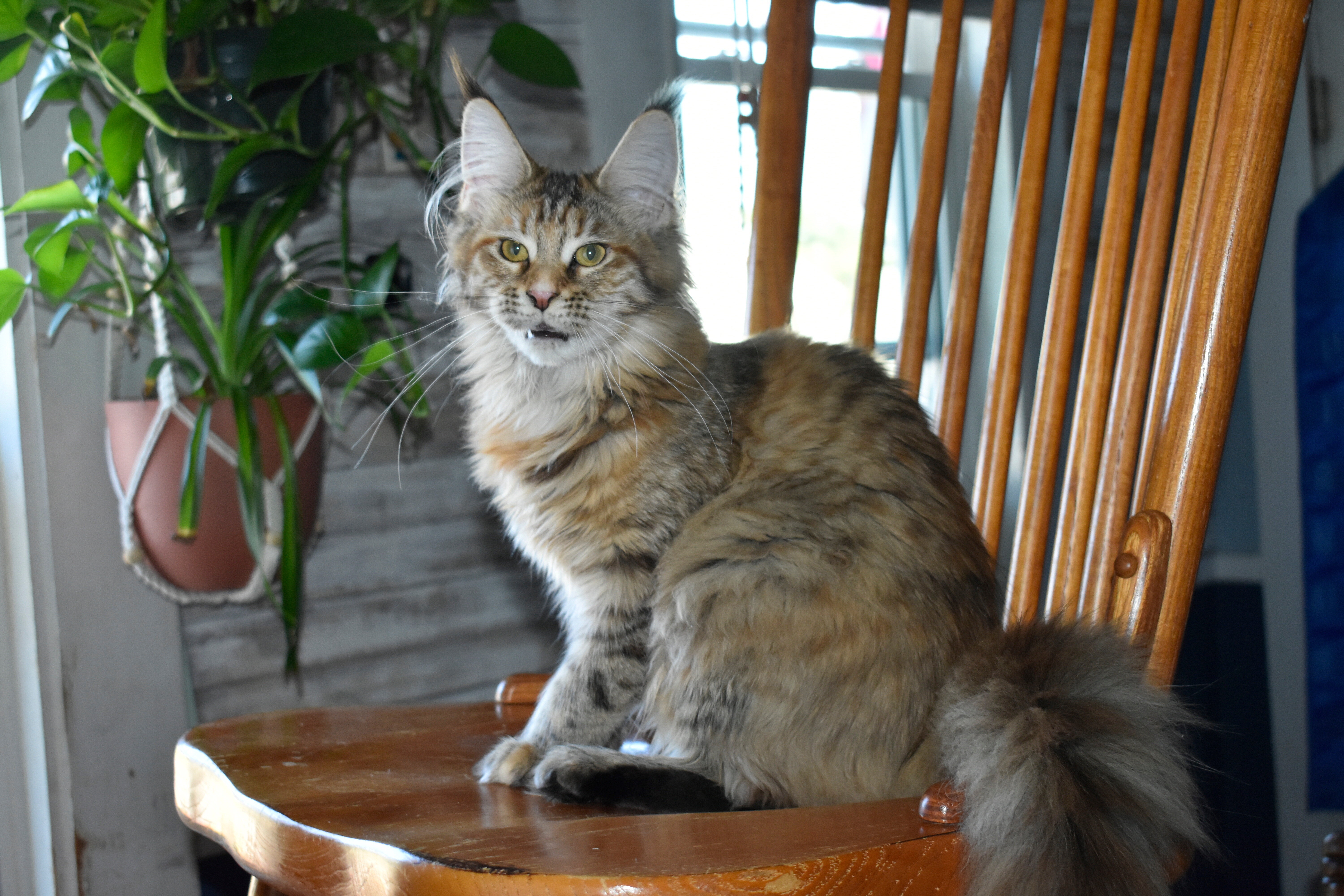 Maine coon Euro Tica kittens ready Now sept 2026 image 8
