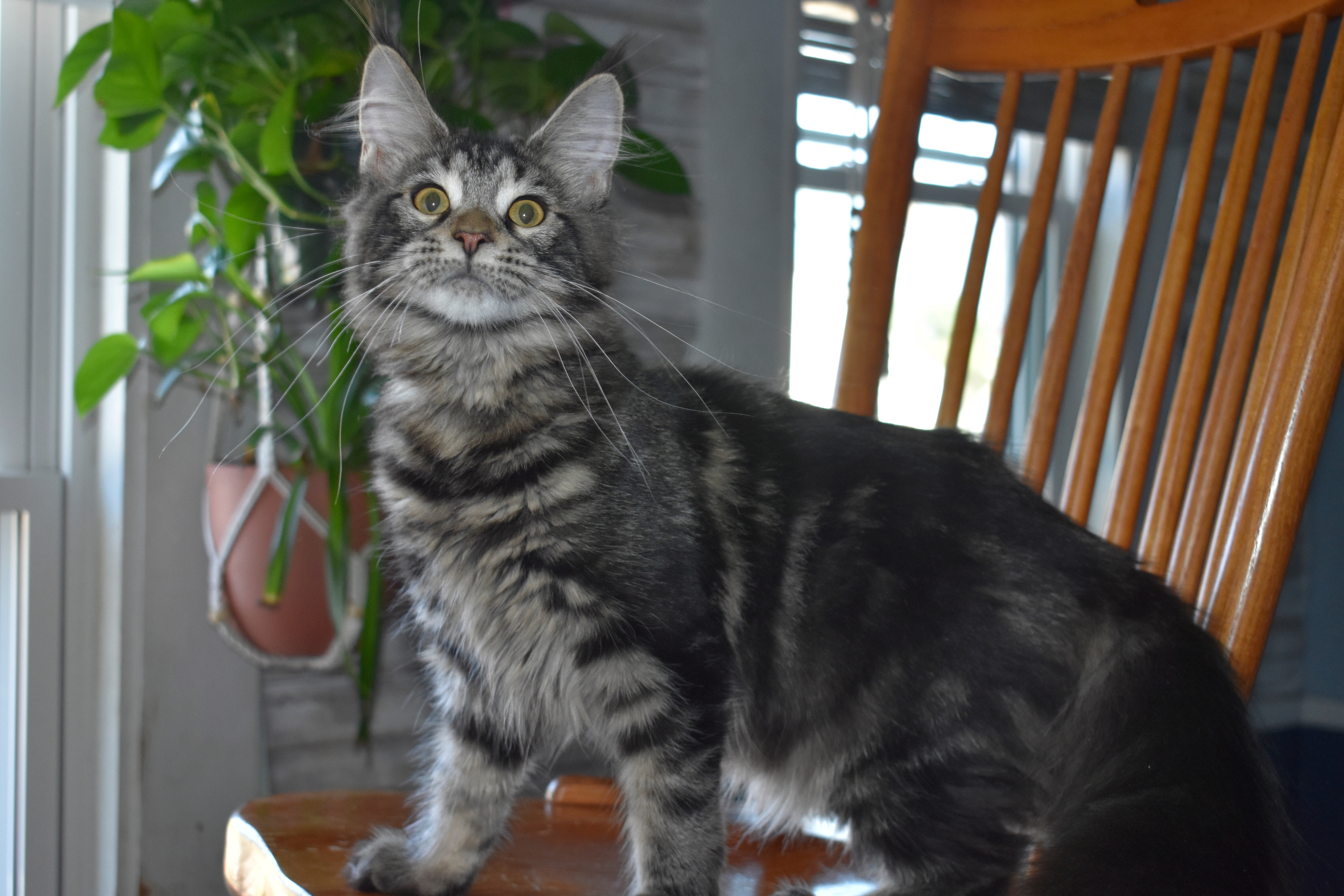 Maine coon Euro Tica kittens ready Now sept 2026 image 7