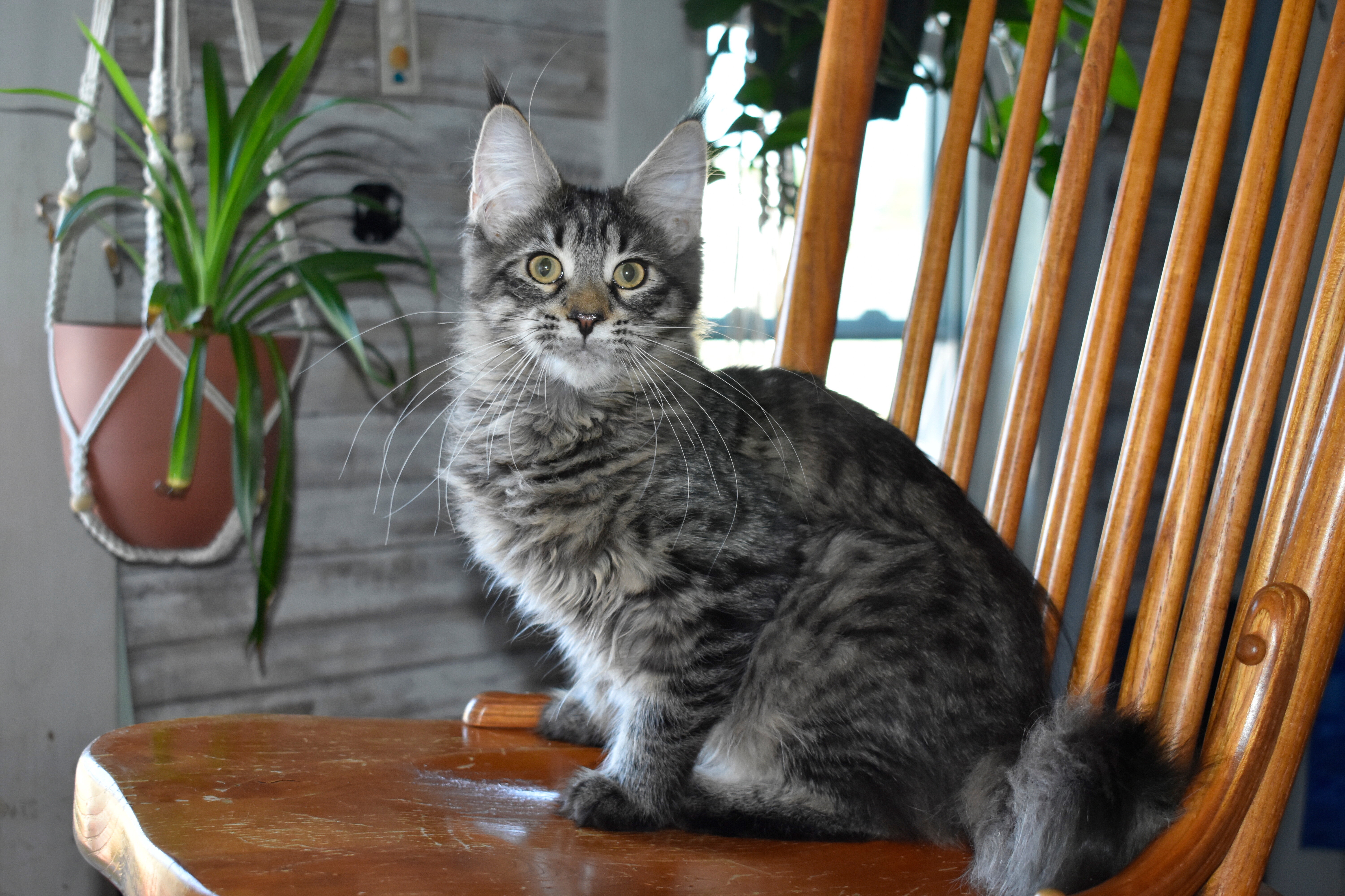 Maine coon Euro Tica kittens ready Now sept 2026 image 9