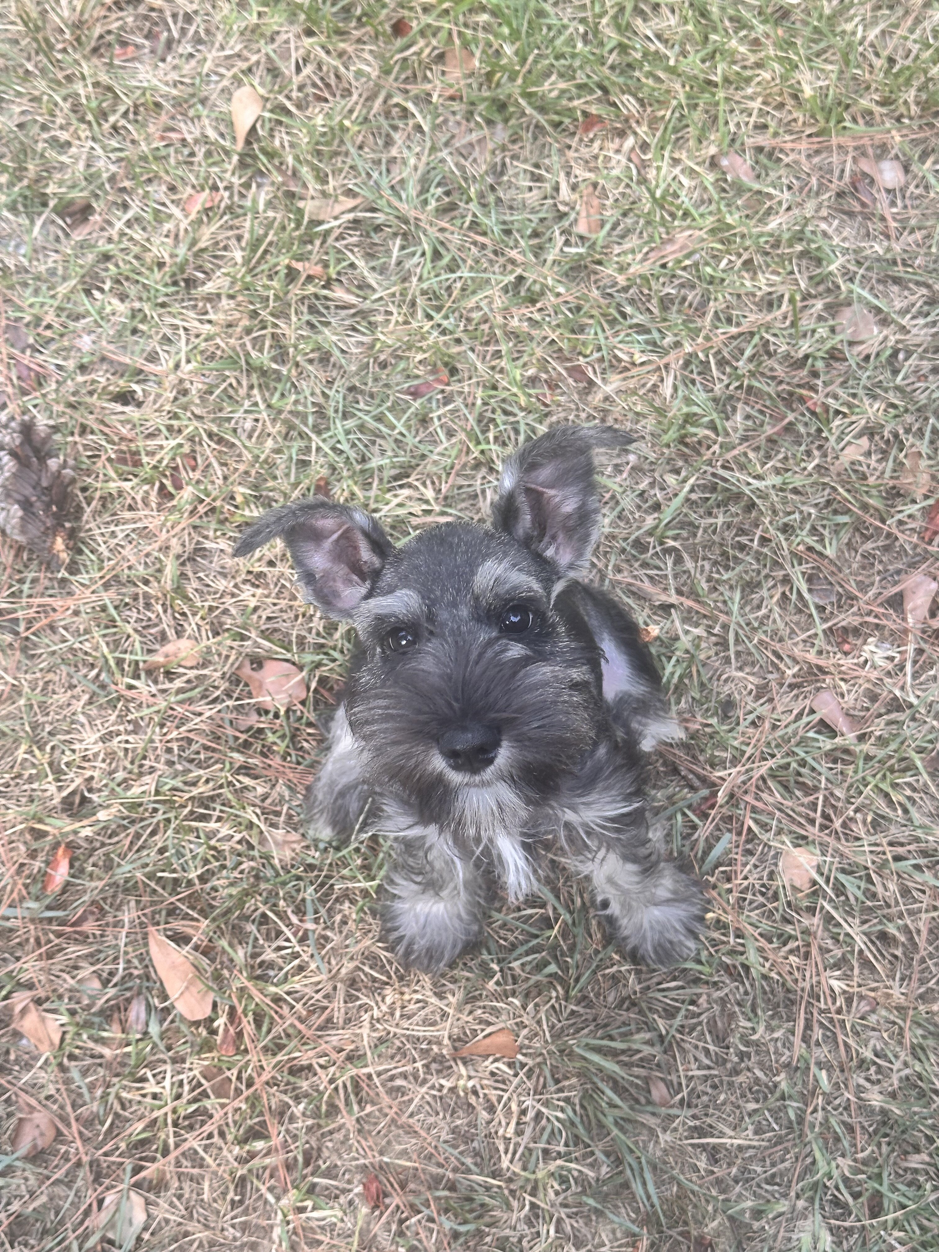 Miniature Schnauzers image 3