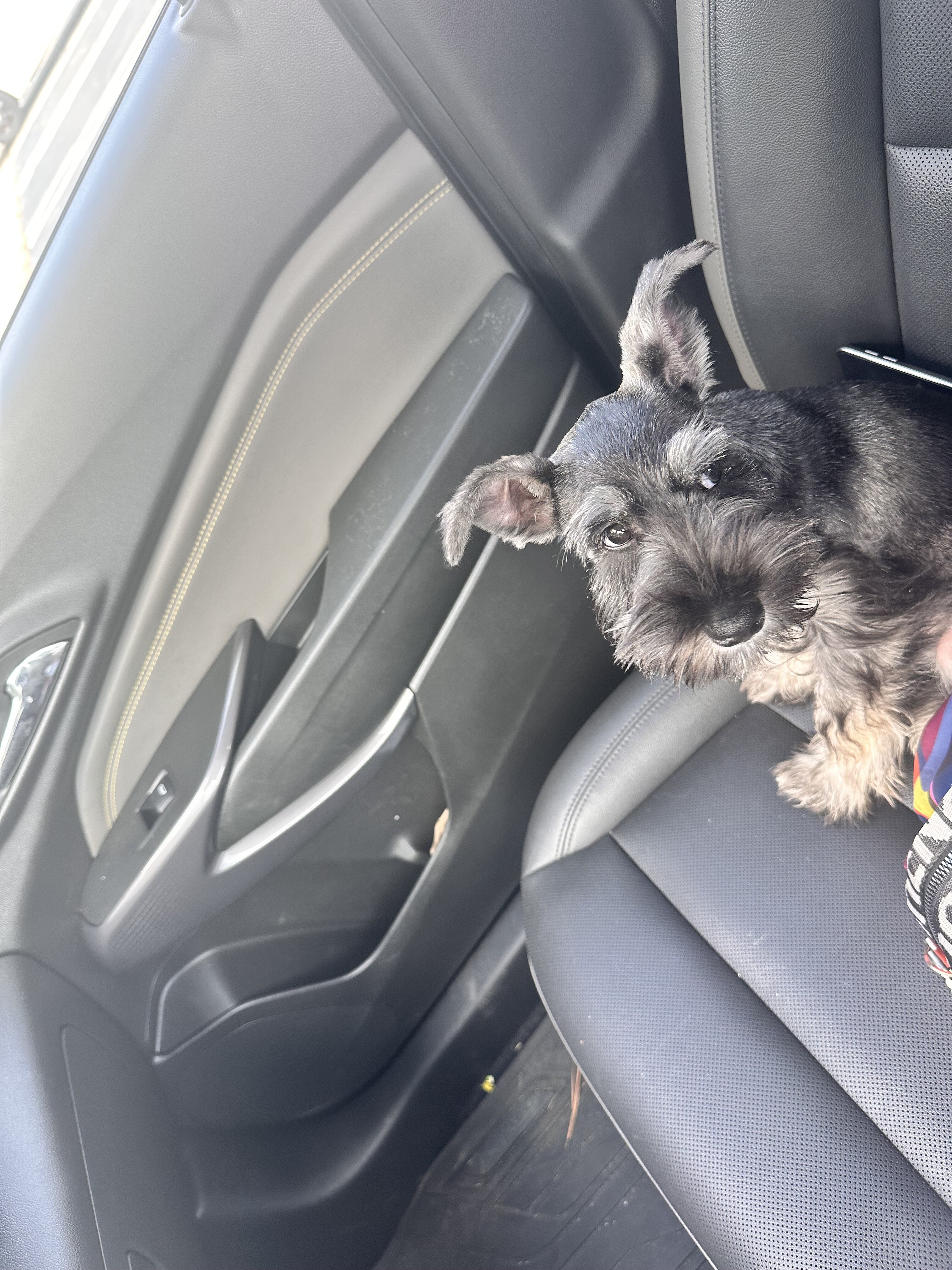 Miniature Schnauzers image 2