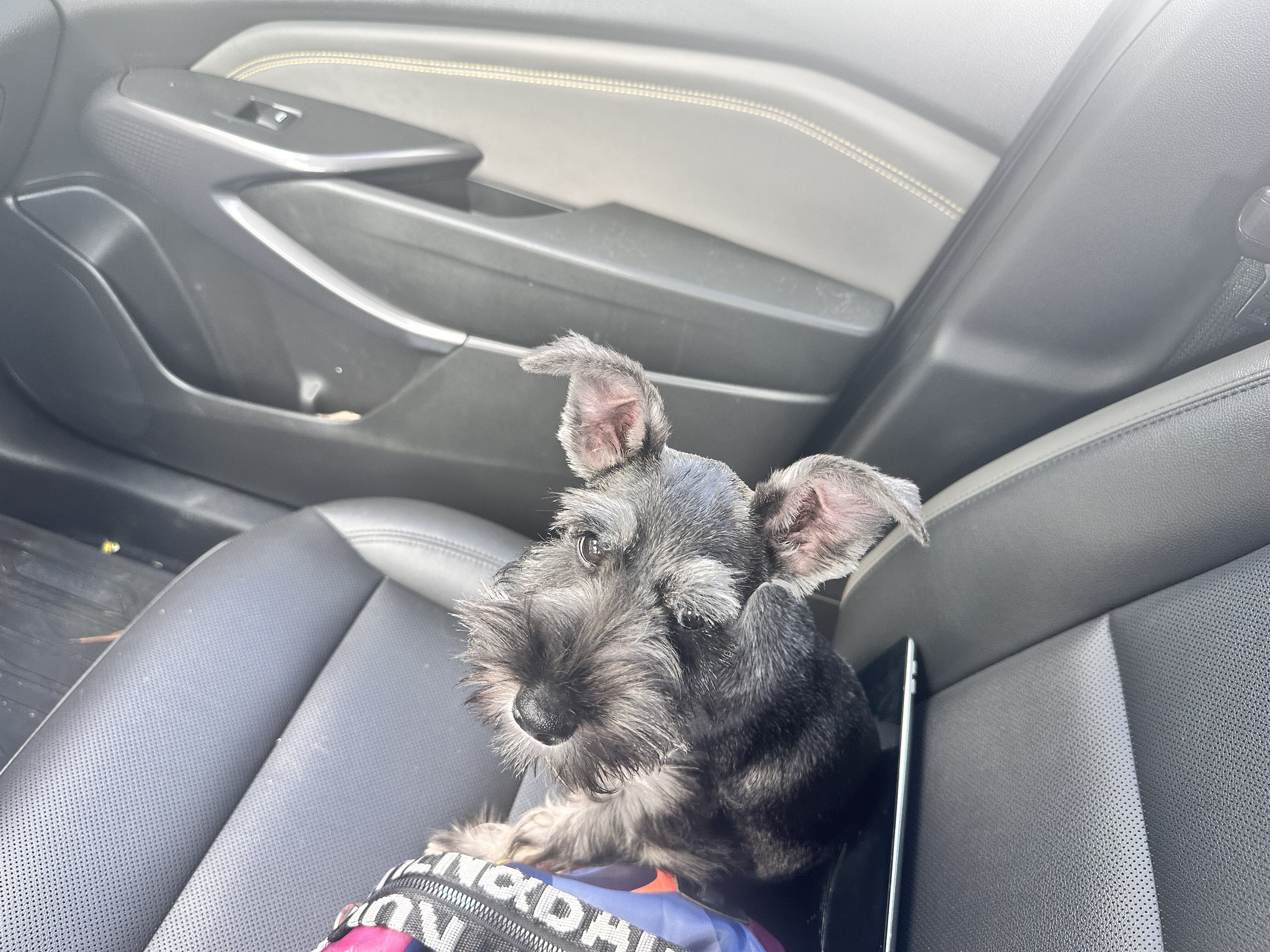 Miniature Schnauzers image 1